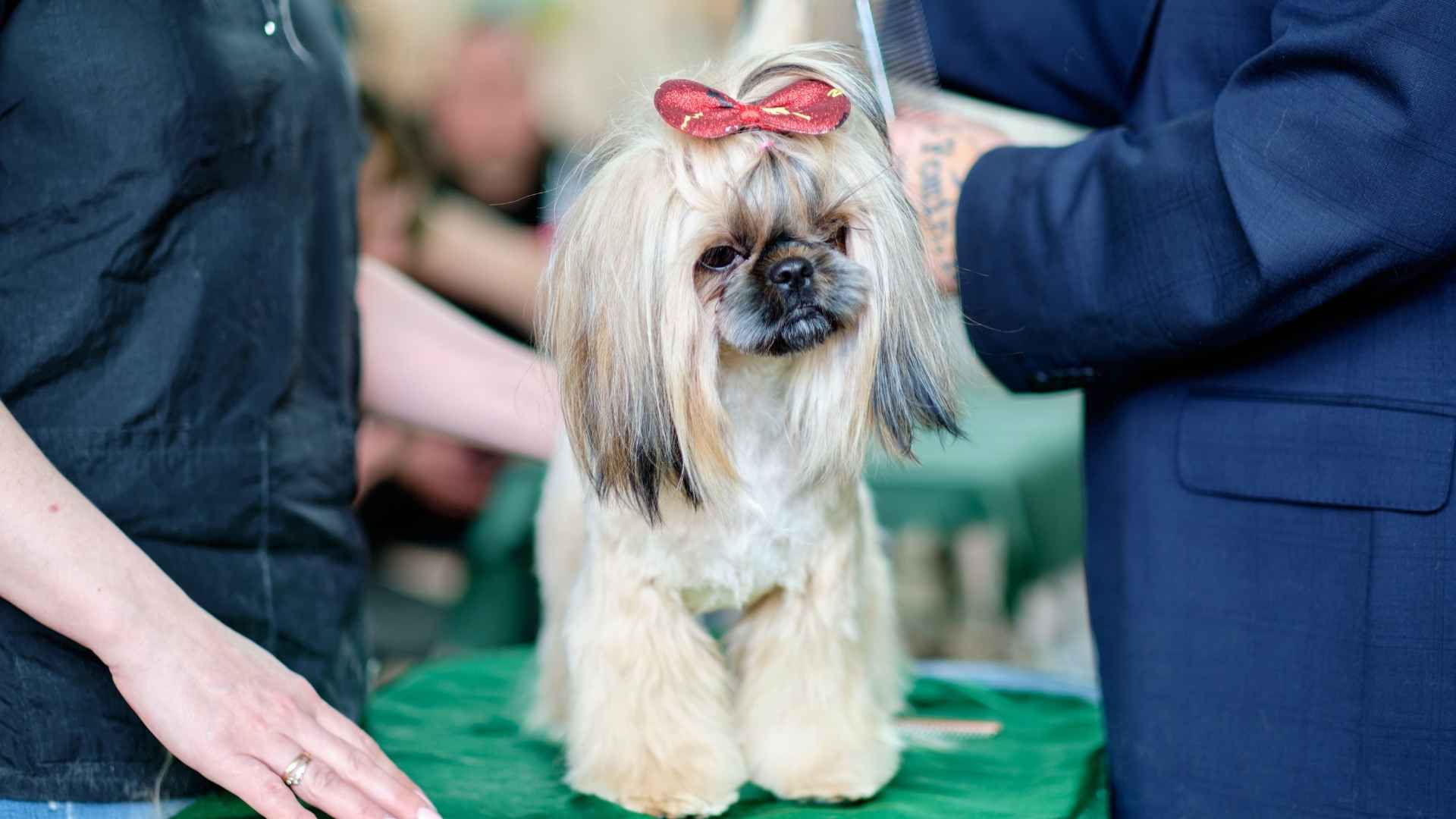 Top 10 Dog Breeds that Handle Long Brushing Sessions with Ease