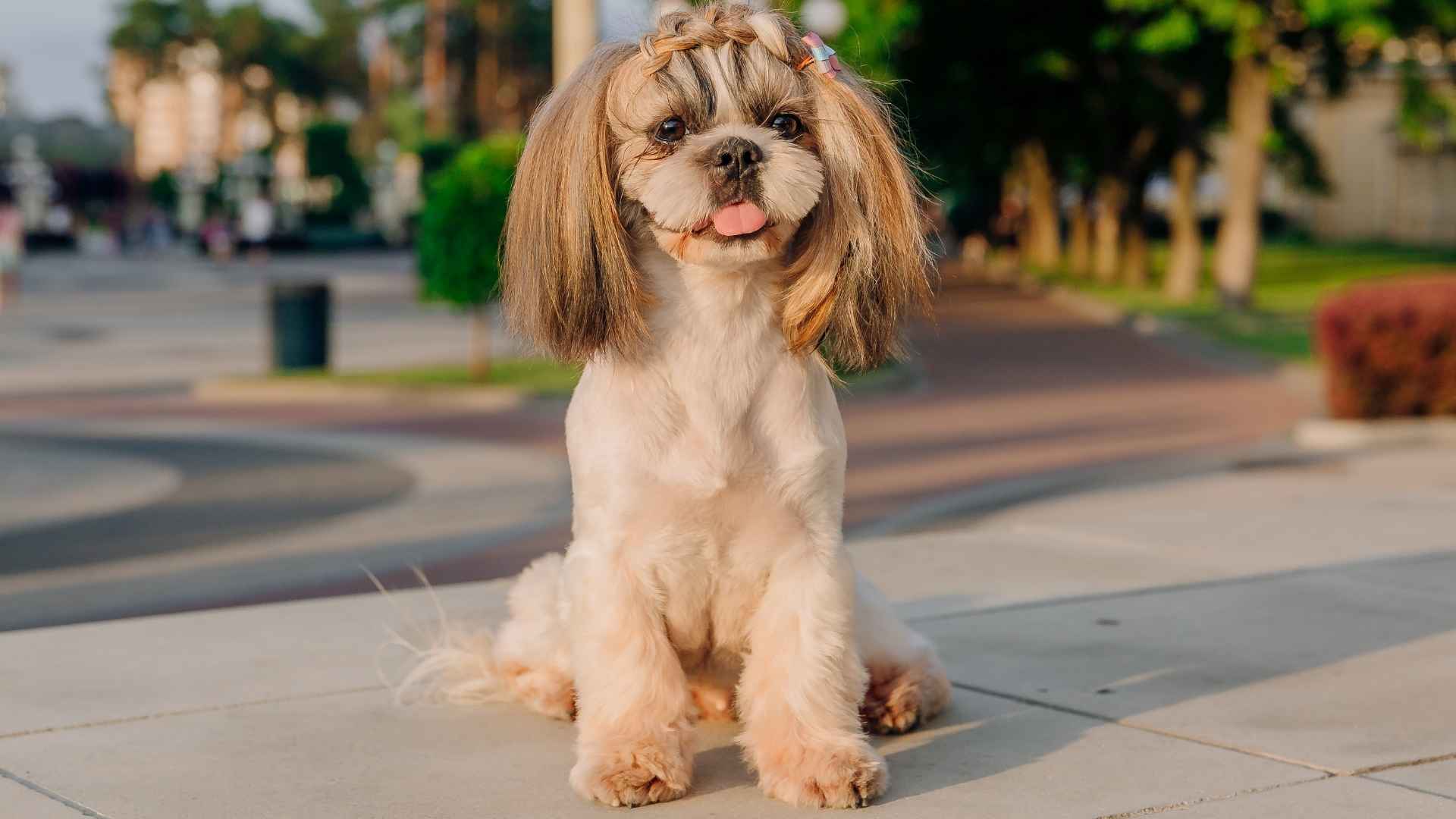 Top 10 Dog Breeds that Require Hair Styling with Unique Grooming Needs