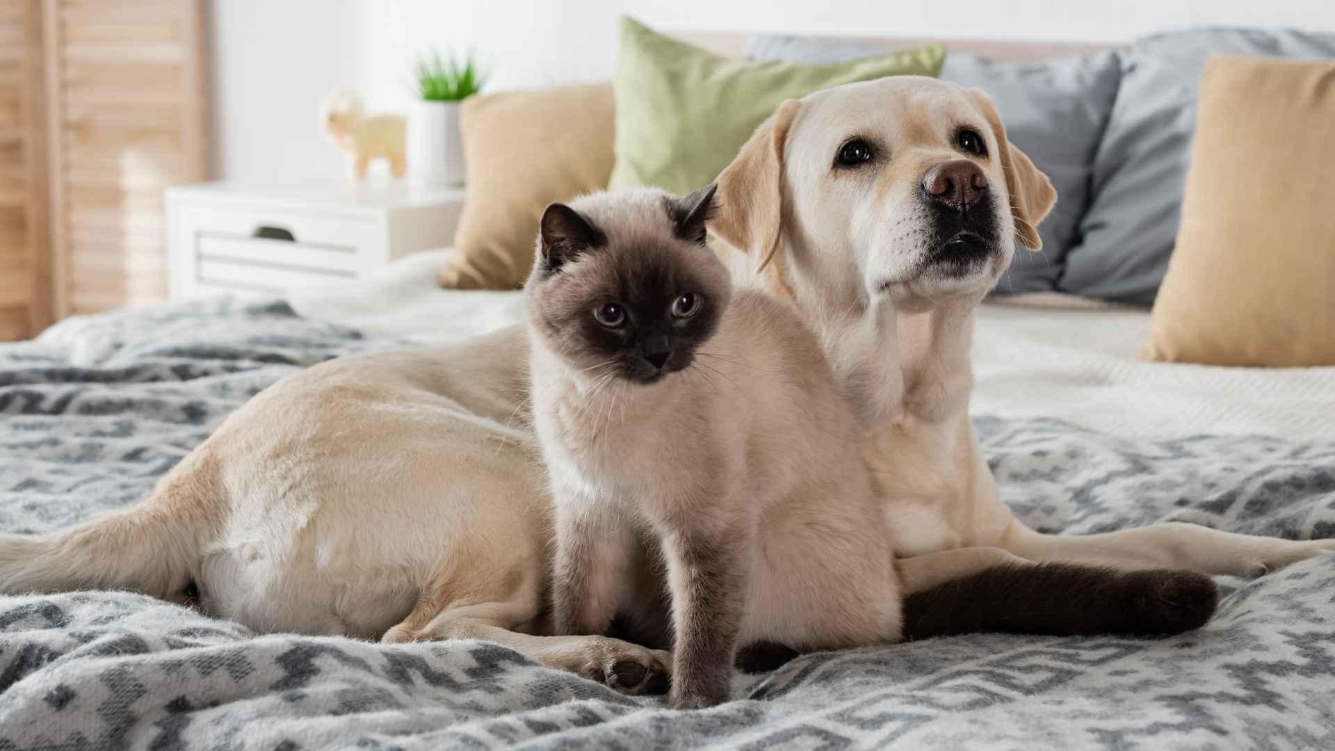 Top 10 Dog Breeds that Thrive in Multi-Pet Households: Furry Friends Forever
