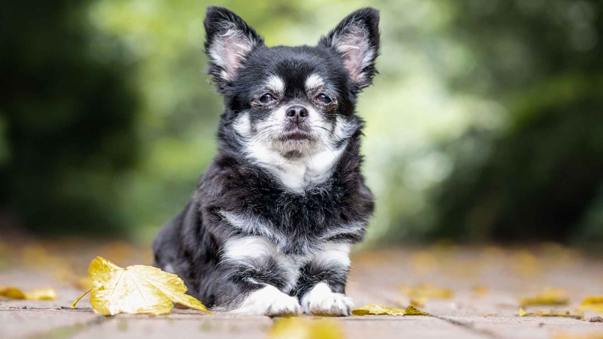 Top 10 Dog Breeds with Always Surprised Eyes That Will Melt Your Heart