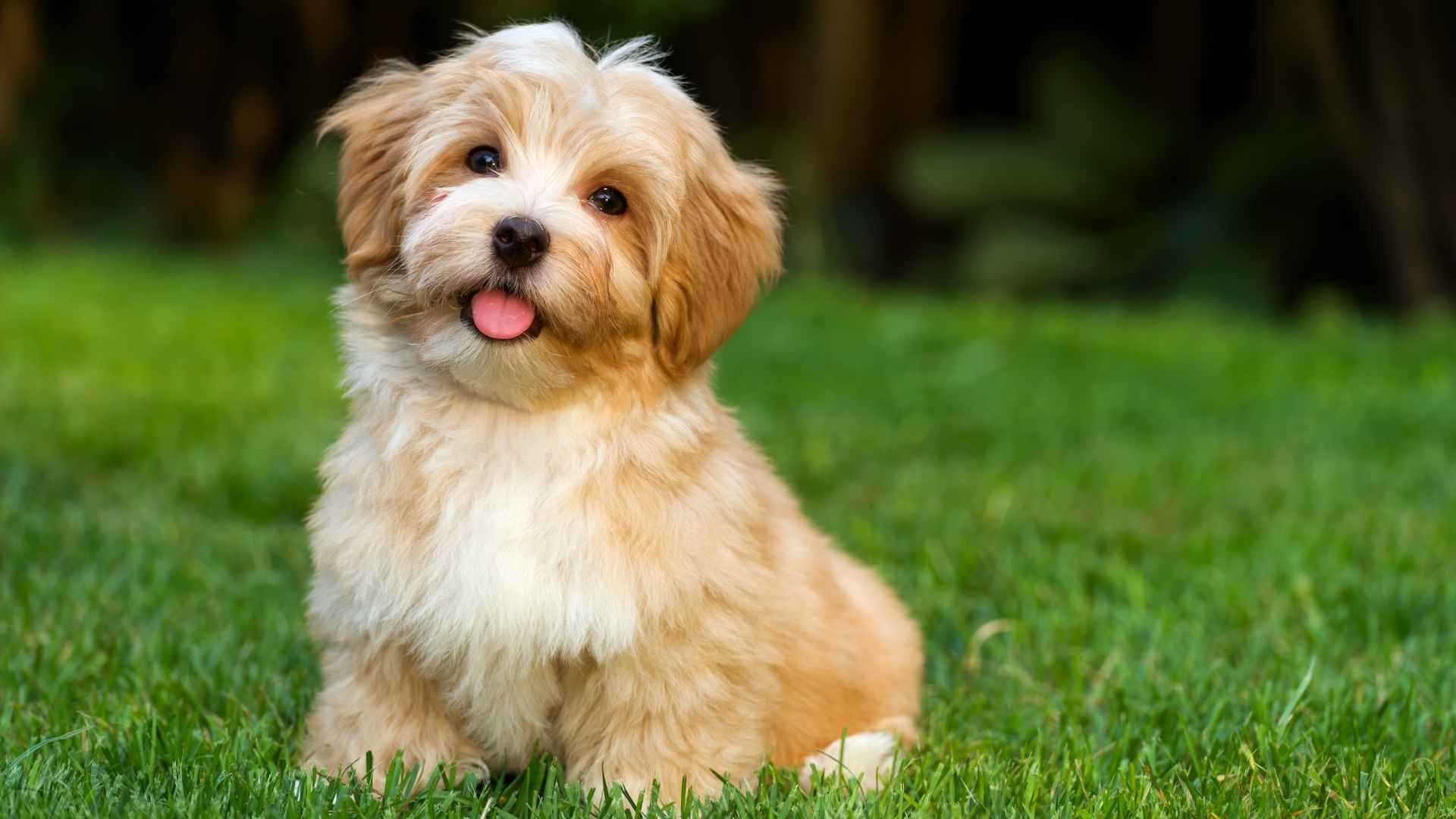 Top 10 Dog Breeds with High Resistance to Disease