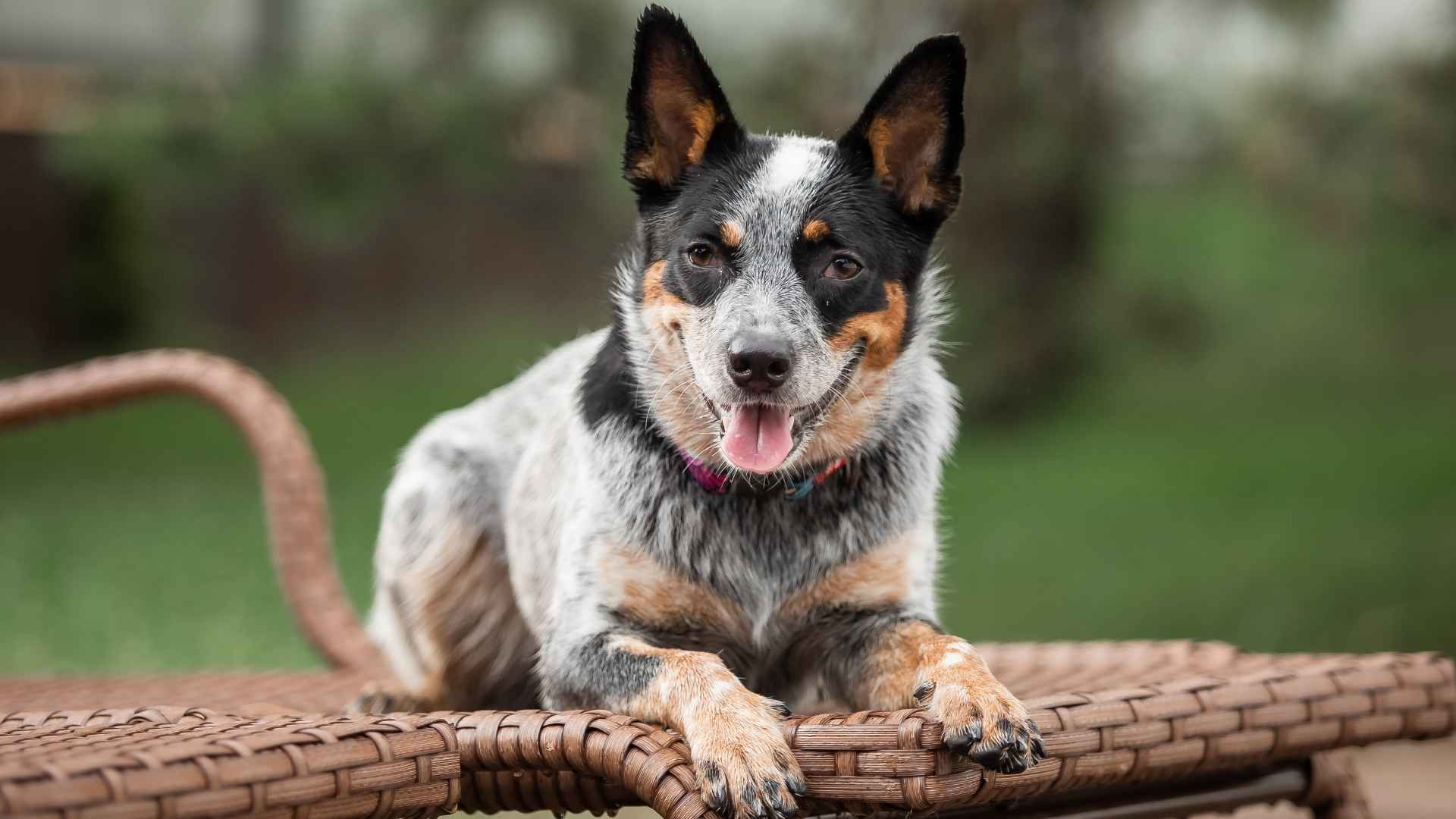 Top 10 Dog Breeds with Strongest Immune Systems and Fewer Health Issues