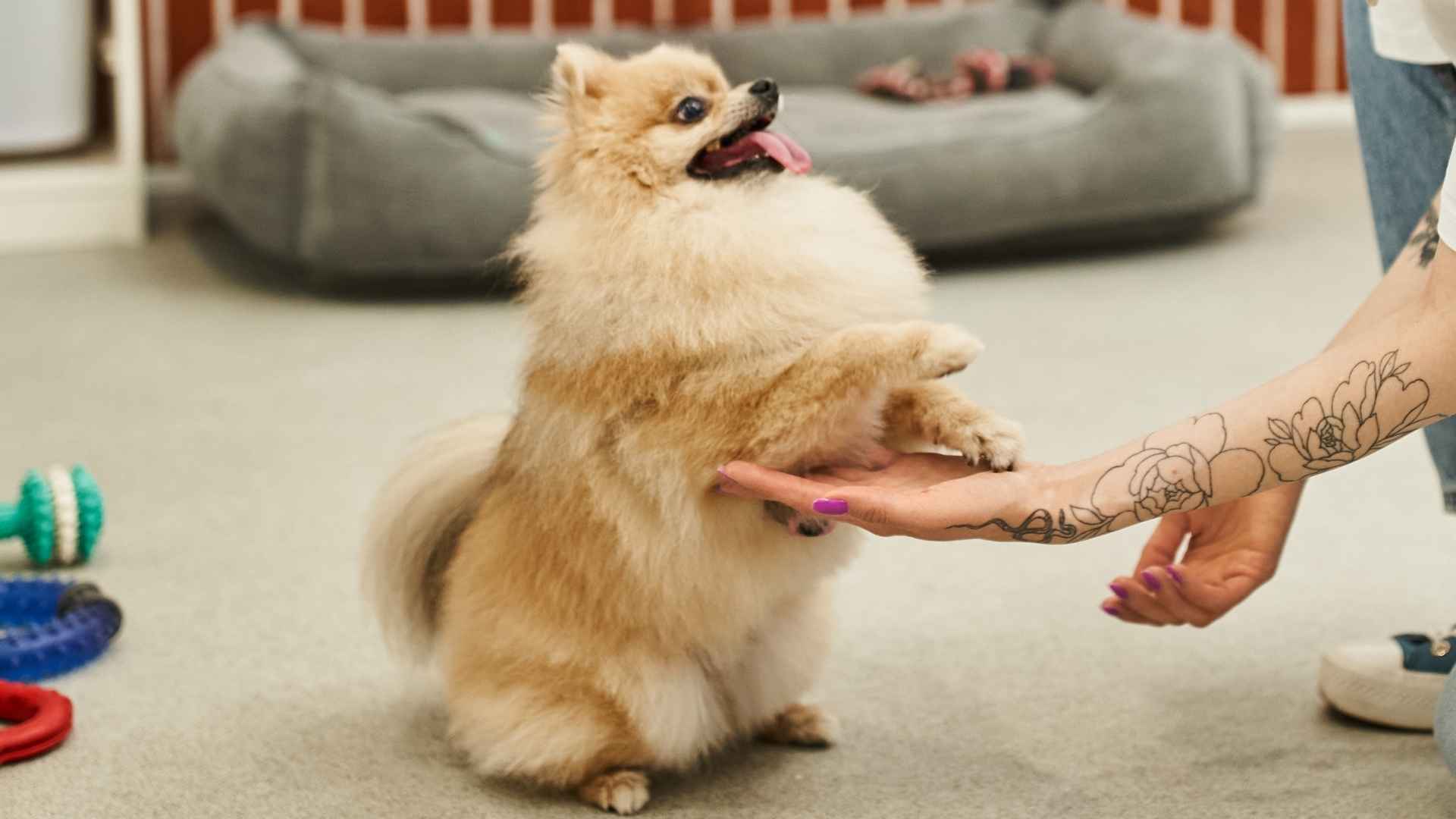Top 10 Smartest Tiny Dog Breeds That Are Easy to Train