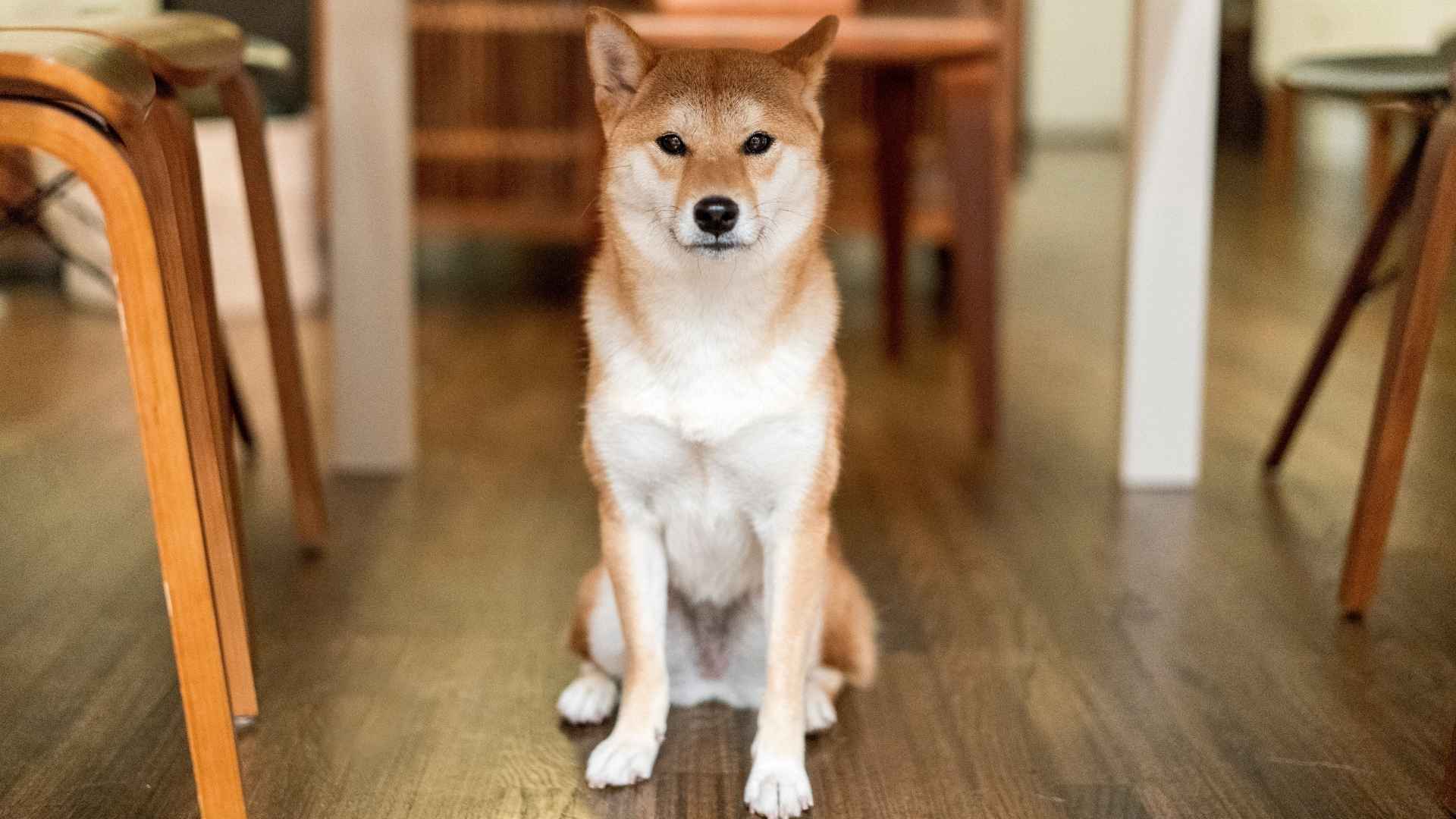 Top 7 Alert Dogs That Don't Bark Too Much for Peaceful Living