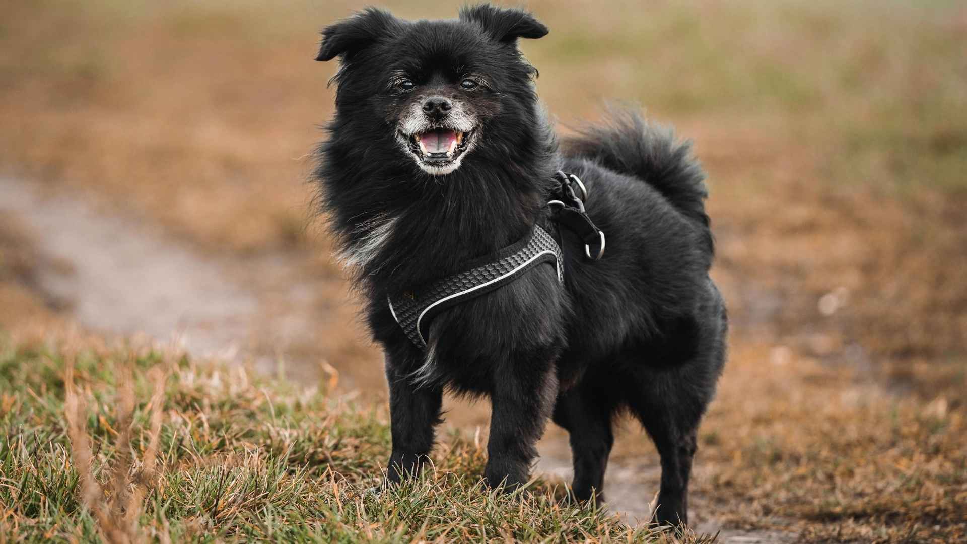 Top 7 Ancient Small Dog Breeds That Stood the Test of Time