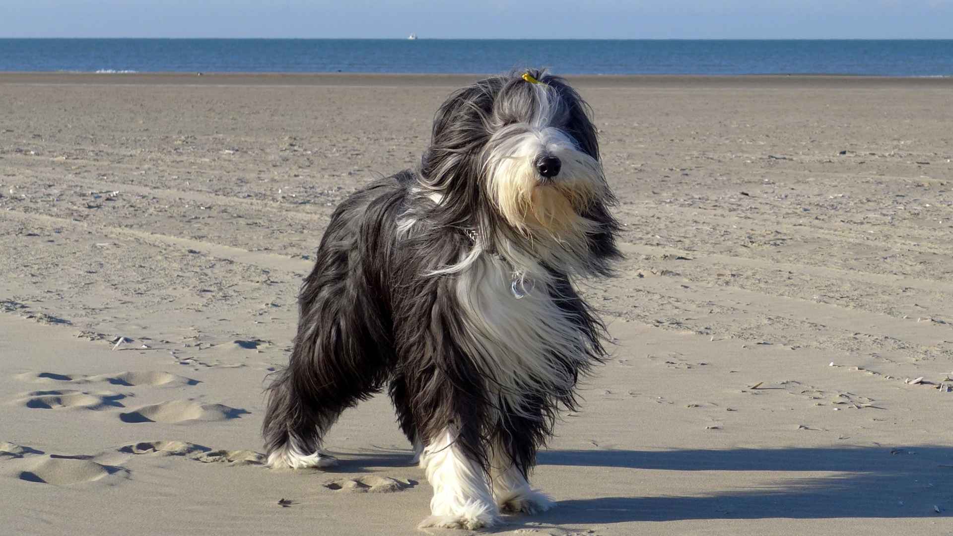 Top 7 Beautiful Dog Breeds With Beards that bring joy and personality