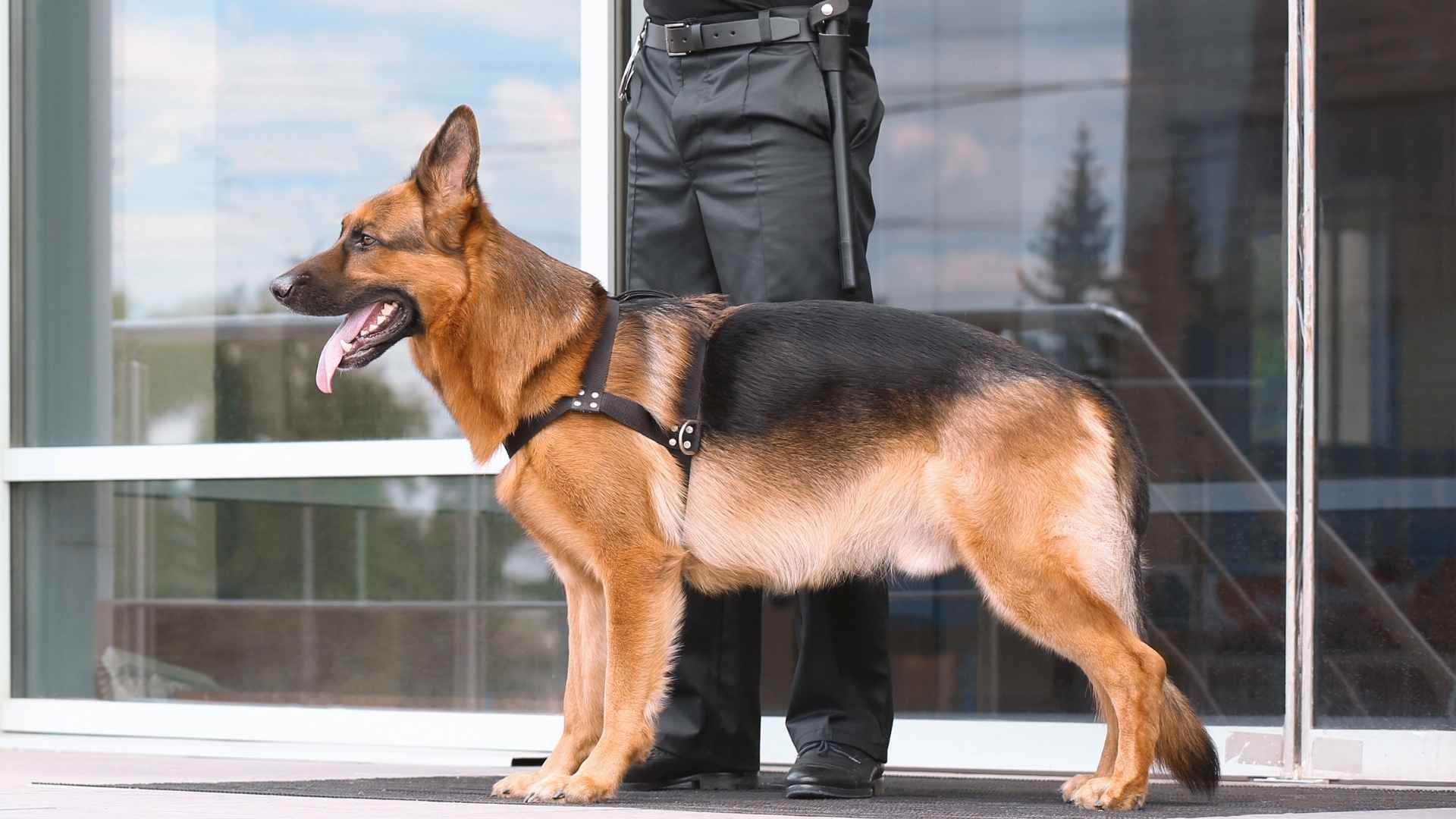 Top 7 Best Police Dog Breeds For Security and Law Enforcement