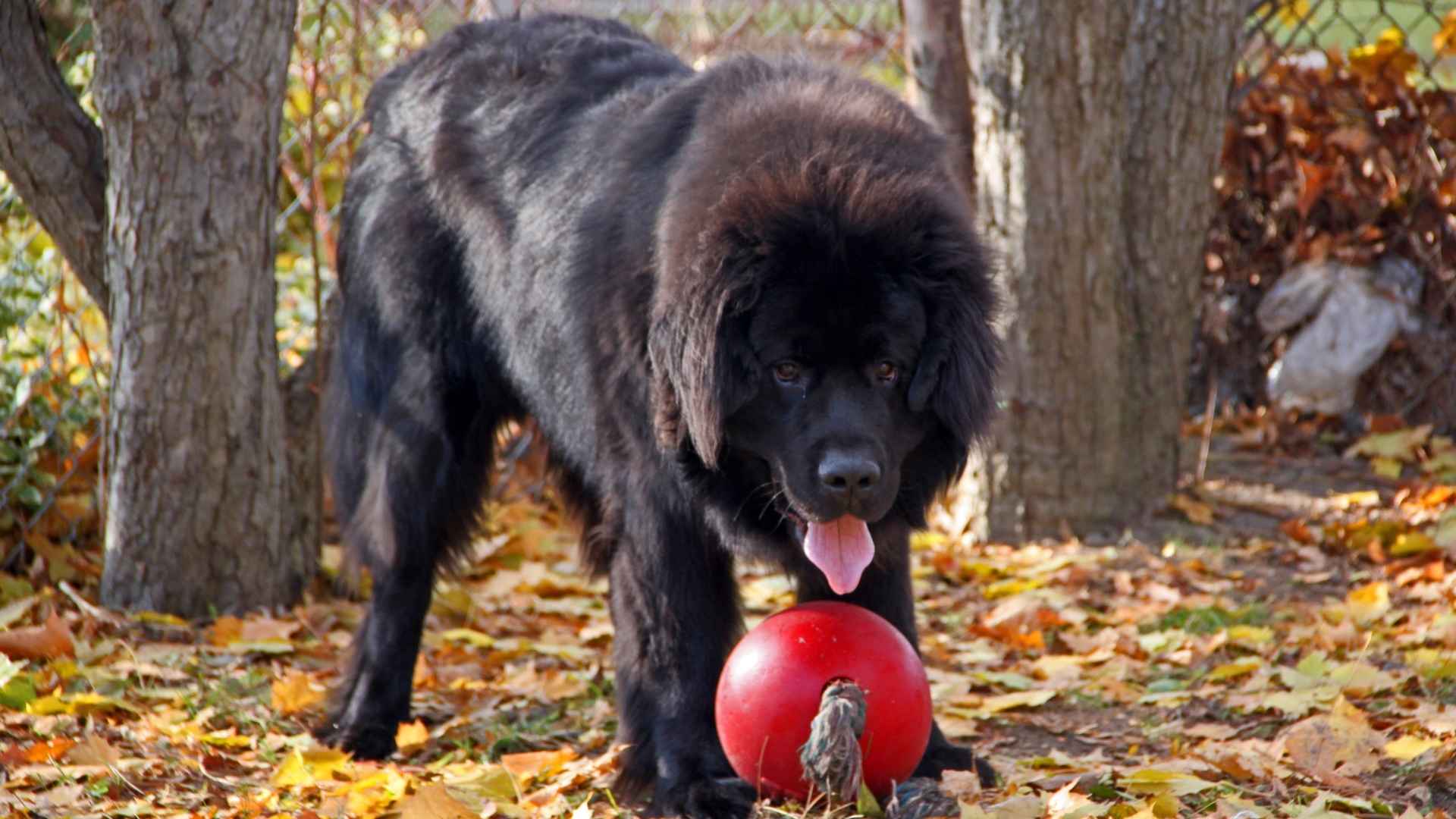 Top 7 Black Large Dog Breeds: Black Beauties with Big Hearts