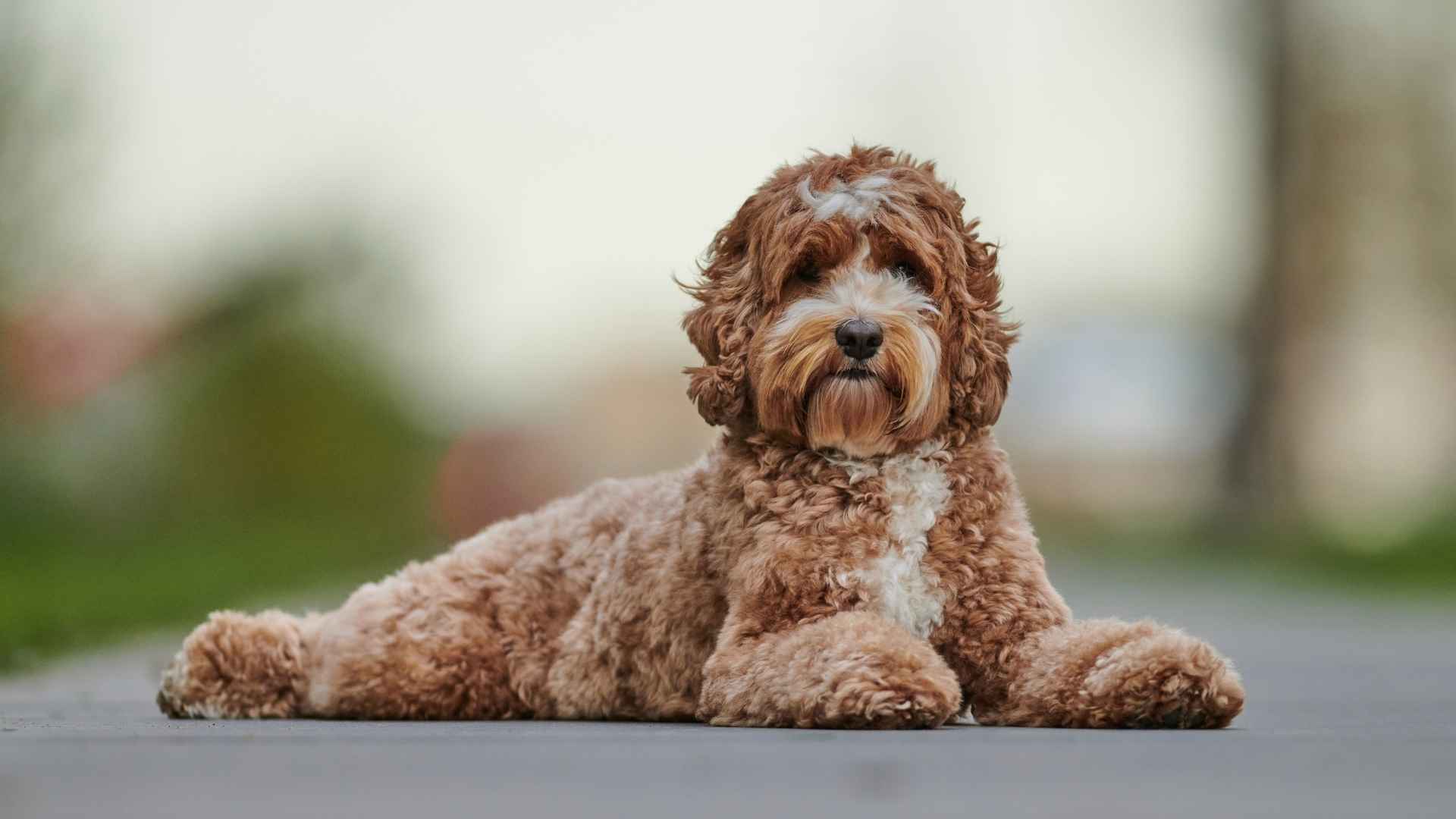 Top 7 Brown Curly Dog Breeds to Get Obsessed With
