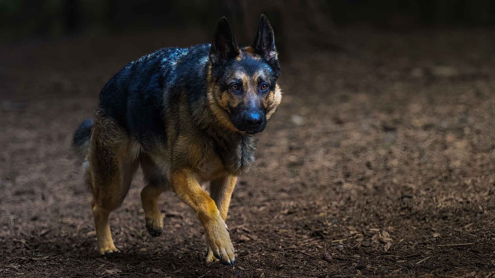 Top 7 Dog Breeds For Night Shift Security Roles You Can Count On