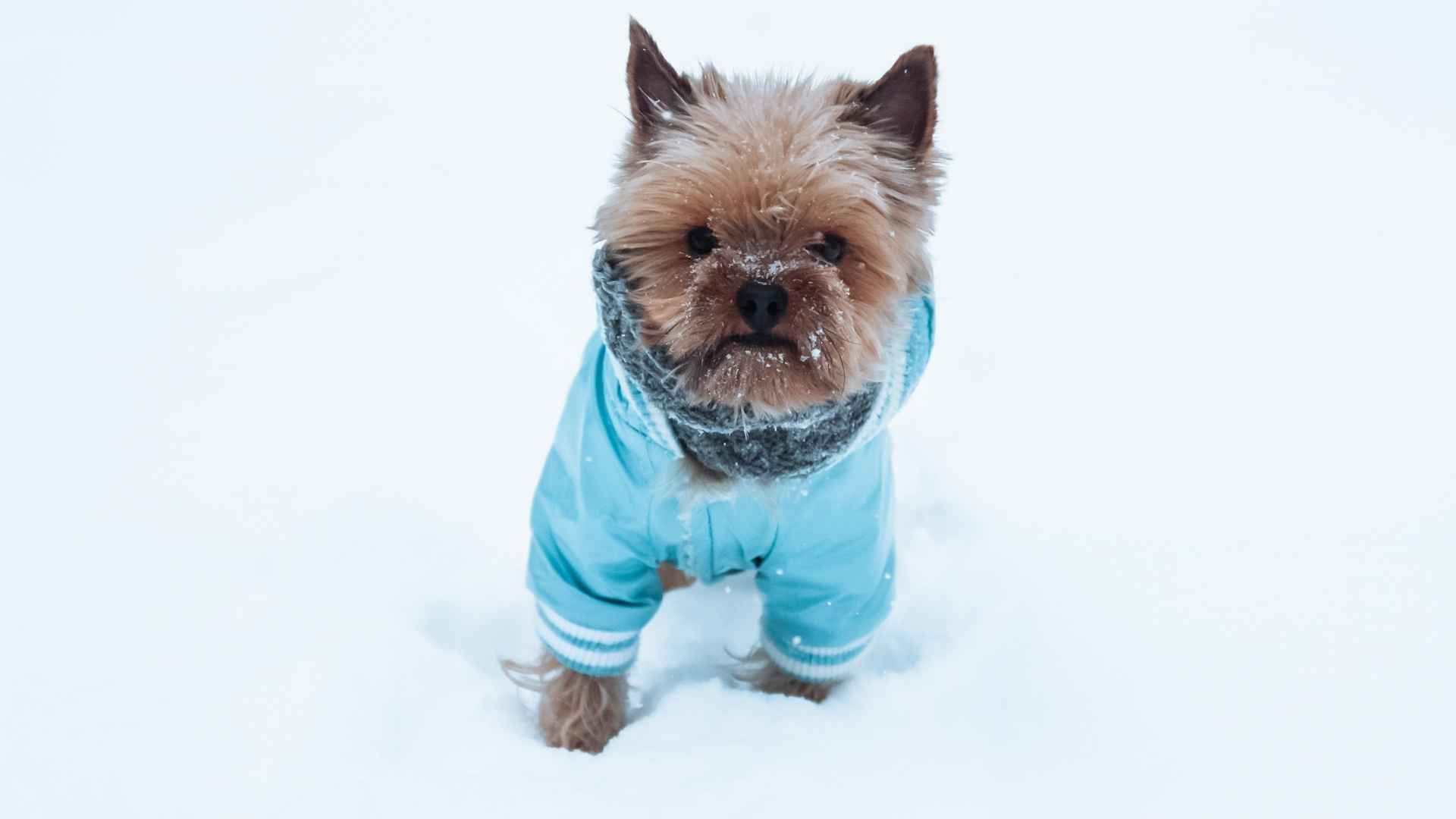7 Dog Breeds That Are Sensitive To Cold Weather and Need Extra Care