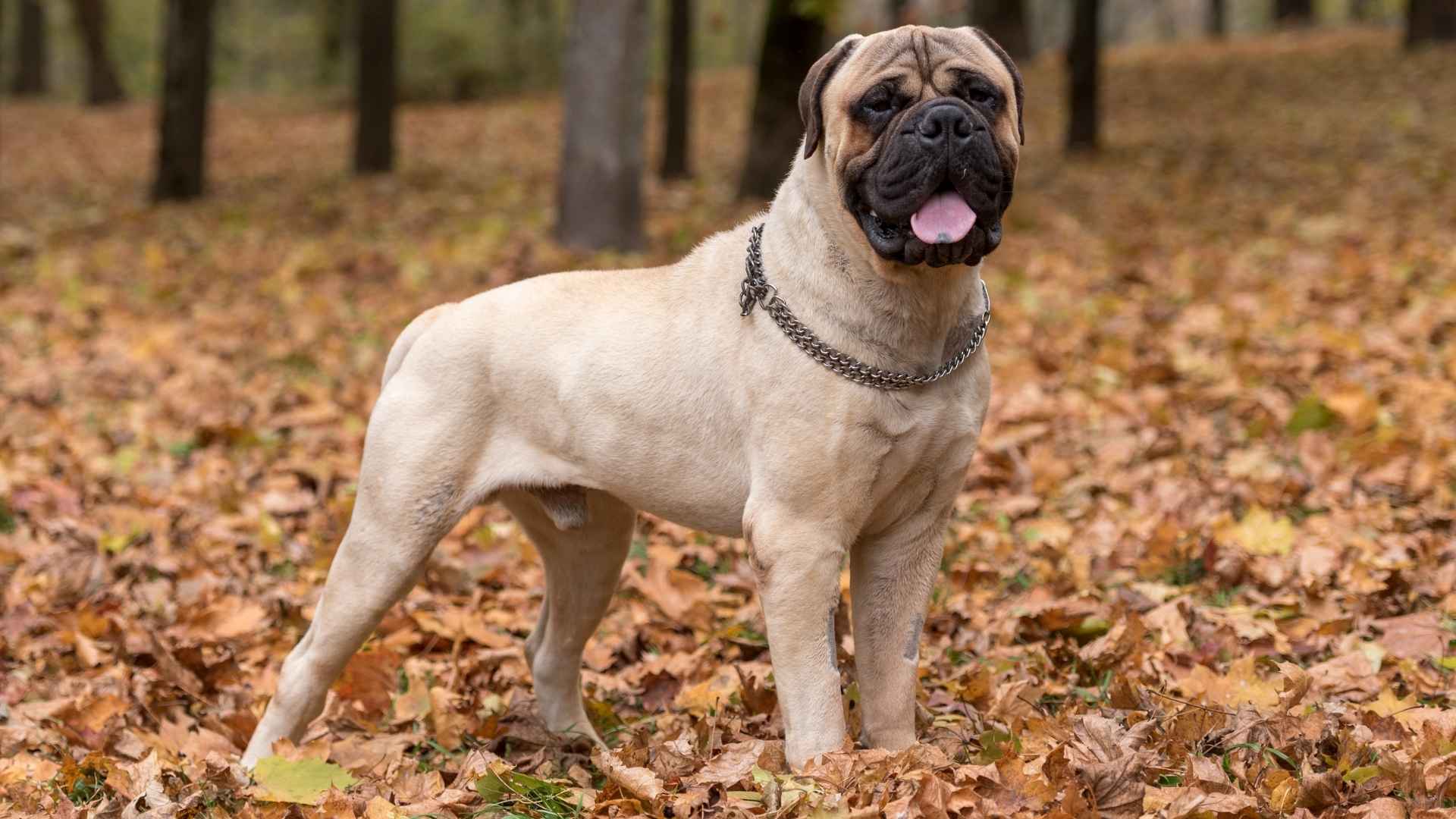 Top 7 Dog Breeds That Are Similar To Cane Corso