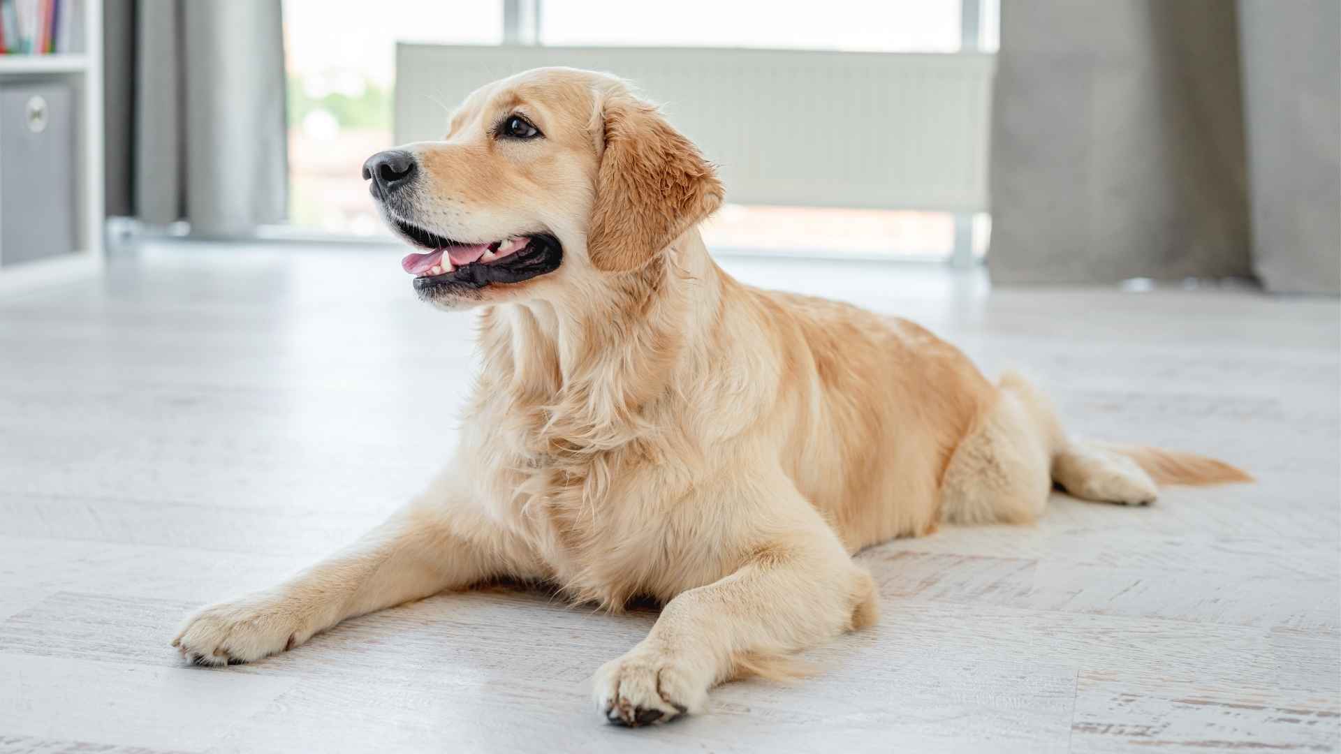 Top 7 Dog Breeds Who Adapt Well to Change and Thrive