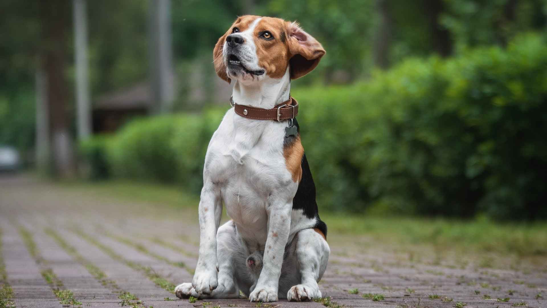 Top 7 Dog Breeds With Naturally Curious Minds