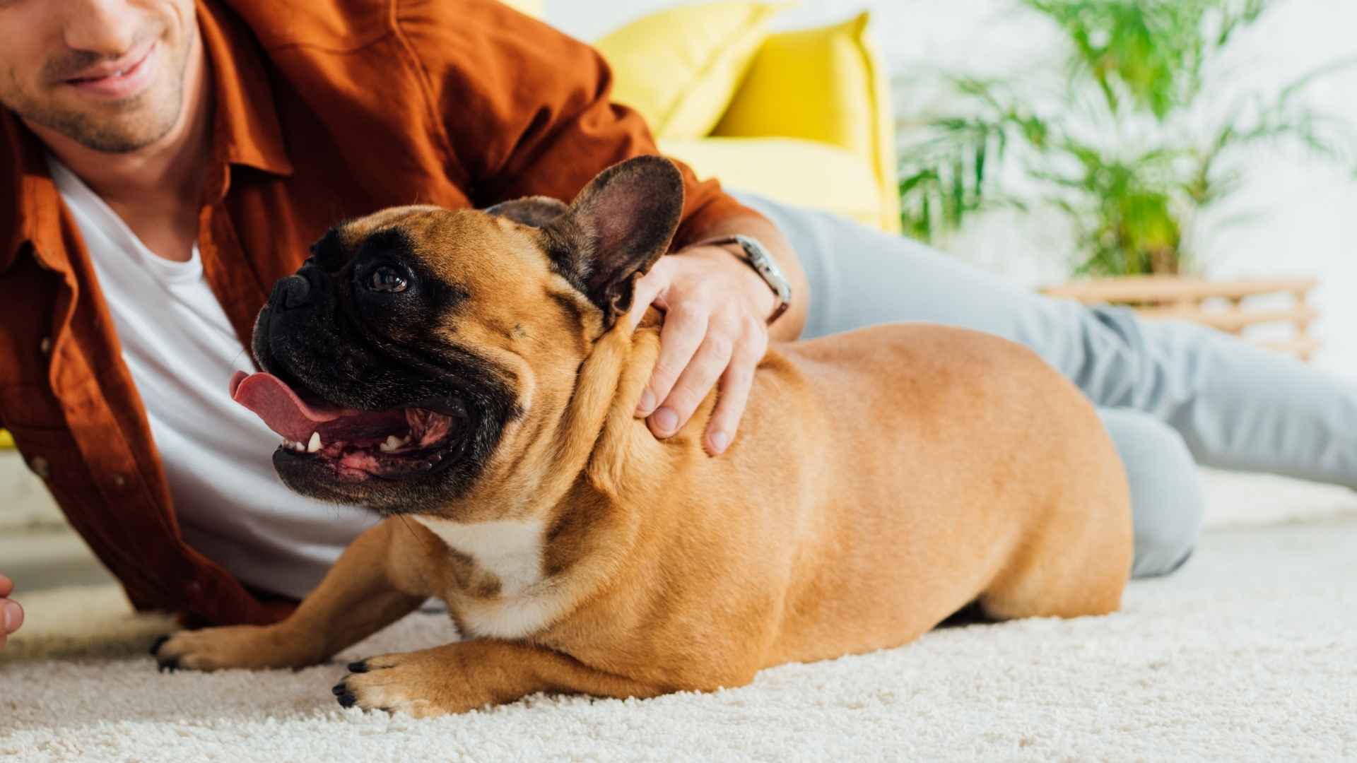 Top 7 Dog Breeds With Strongest Bonds With Their Owners for Life