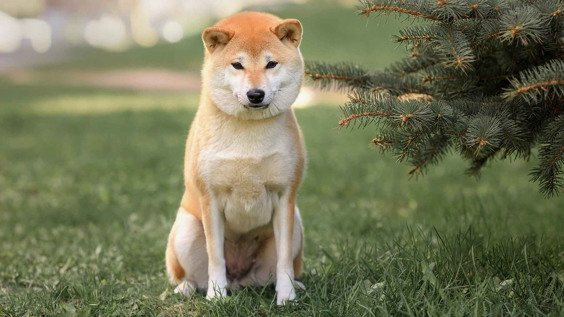 Top 7 Dog Breeds With The Most Expressive Eyebrows