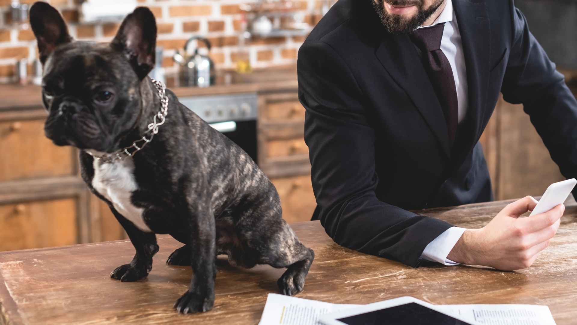 Top 7 Dog Breeds for Busy People: Loyal Companions for Hectic Life