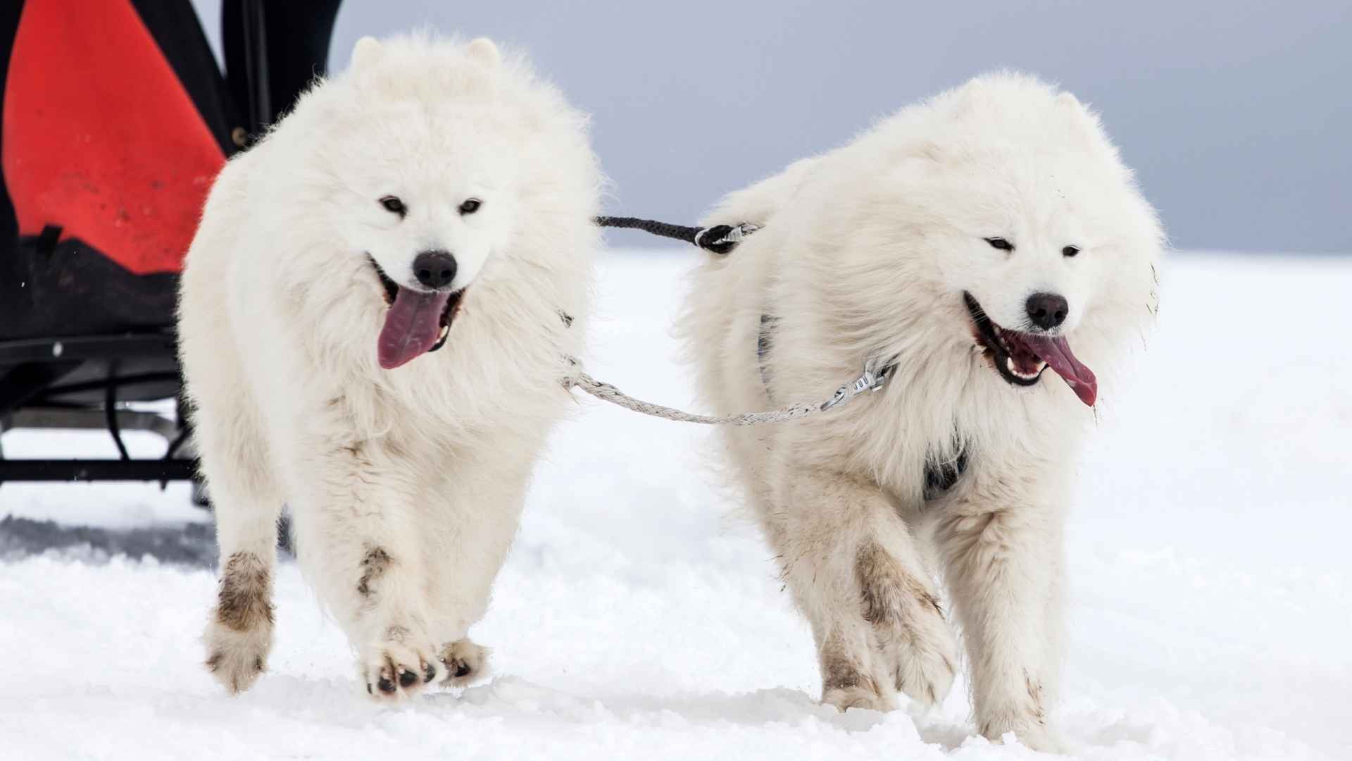 Top 7 Dog Breeds for Cold Climates and Winter Adventures