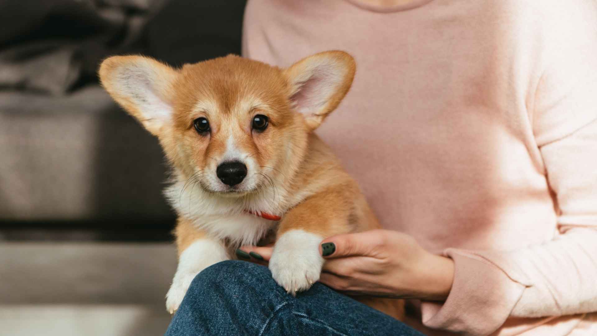 Top 7 Dog Breeds for Someone in Their 30s