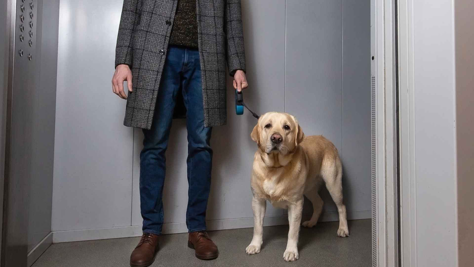 Top 7 Dog Breeds that Fit Tiny Elevators and Don’t Mind Squeezing In