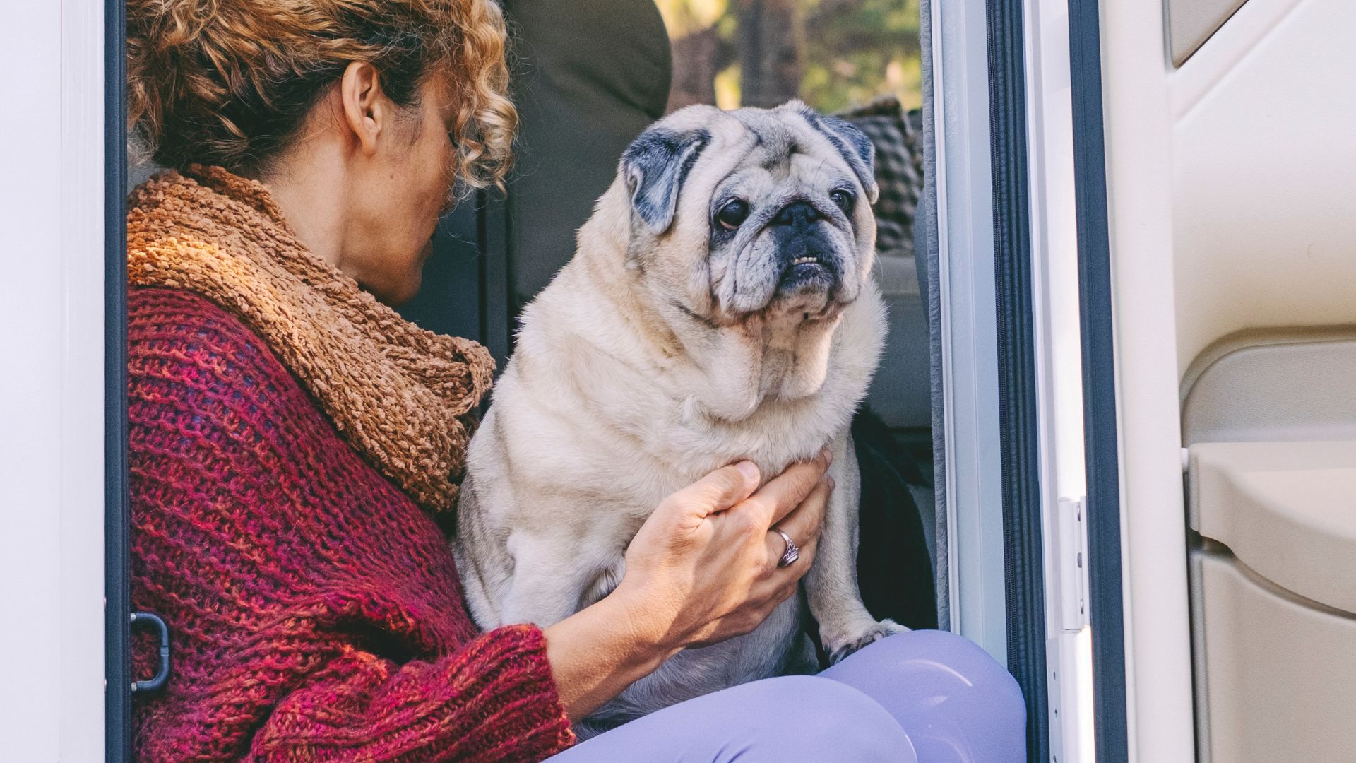 Top 7 Dog Breeds that Love RV Travel: Adventure Buddies