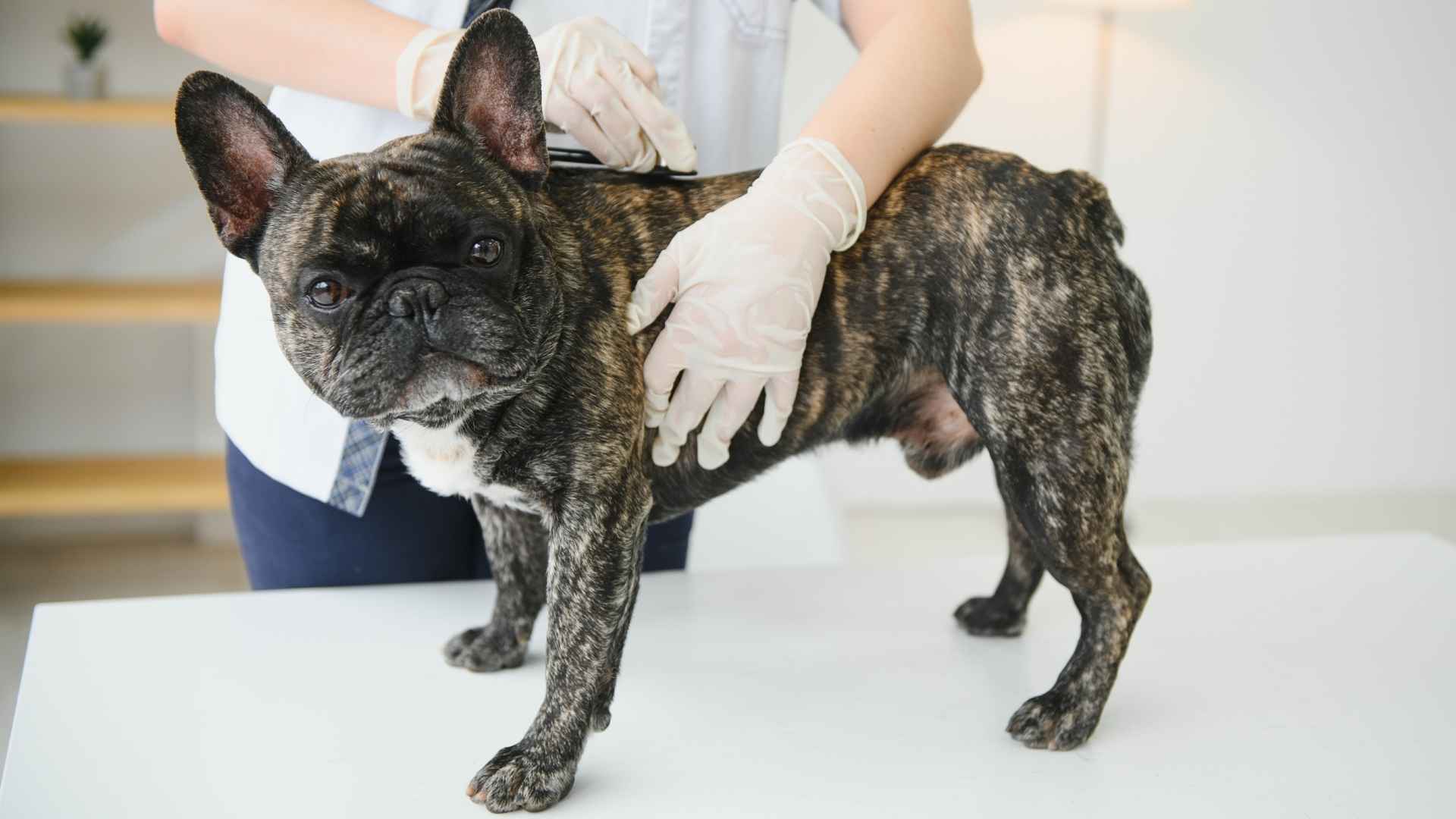 Top 7 Dog Breeds with Expensive Vet Bills