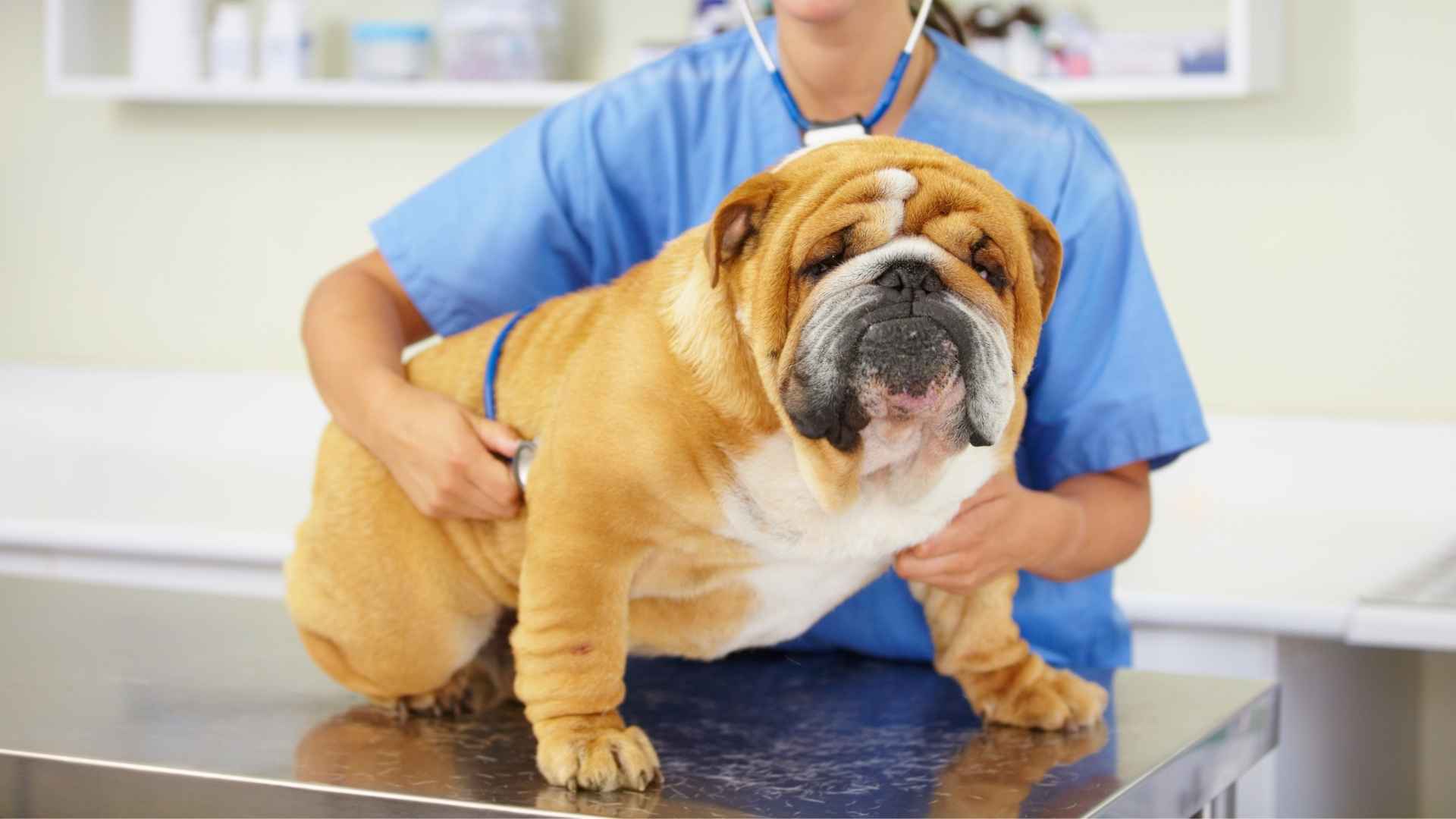 Top 7 Dog Breeds with High Vet Bills: Think Before You Adopt
