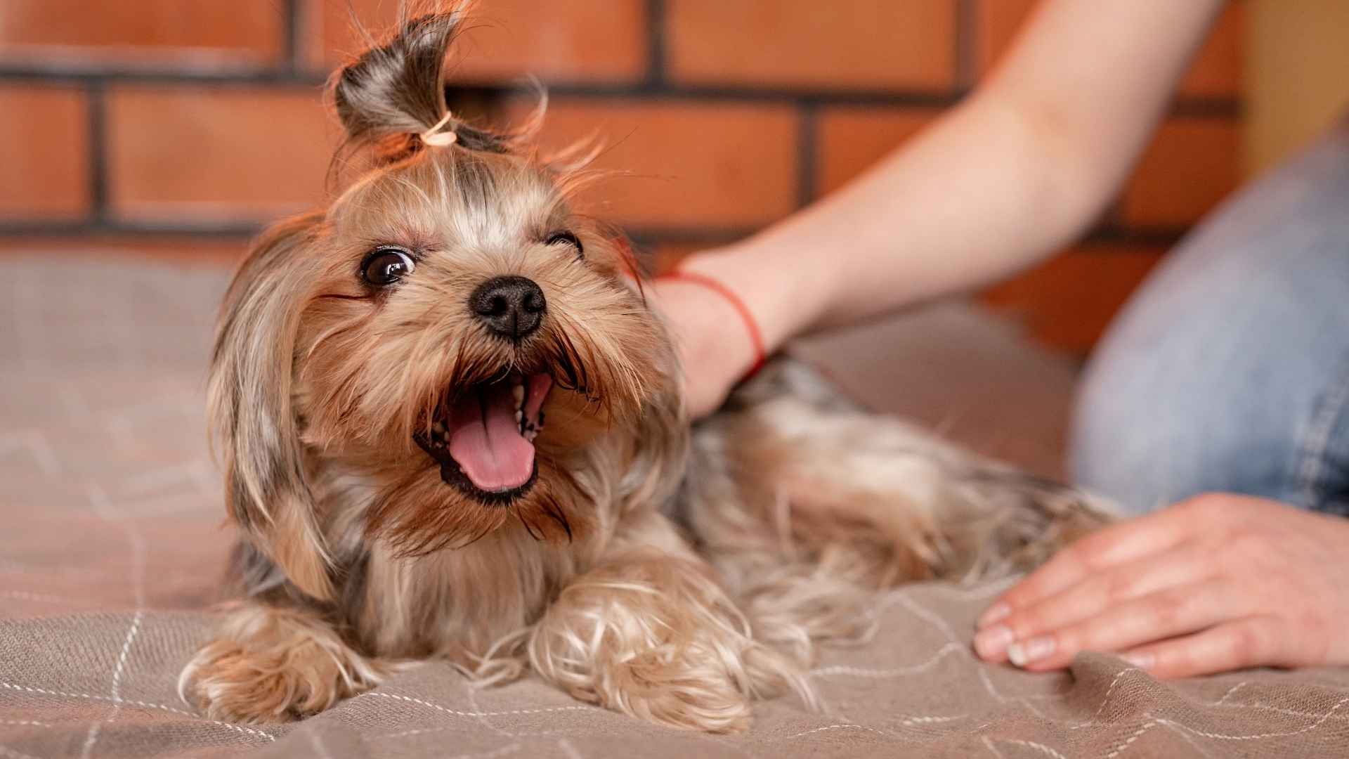 Top 7 Dog Breeds with the Funniest Barks Who Love to Talk
