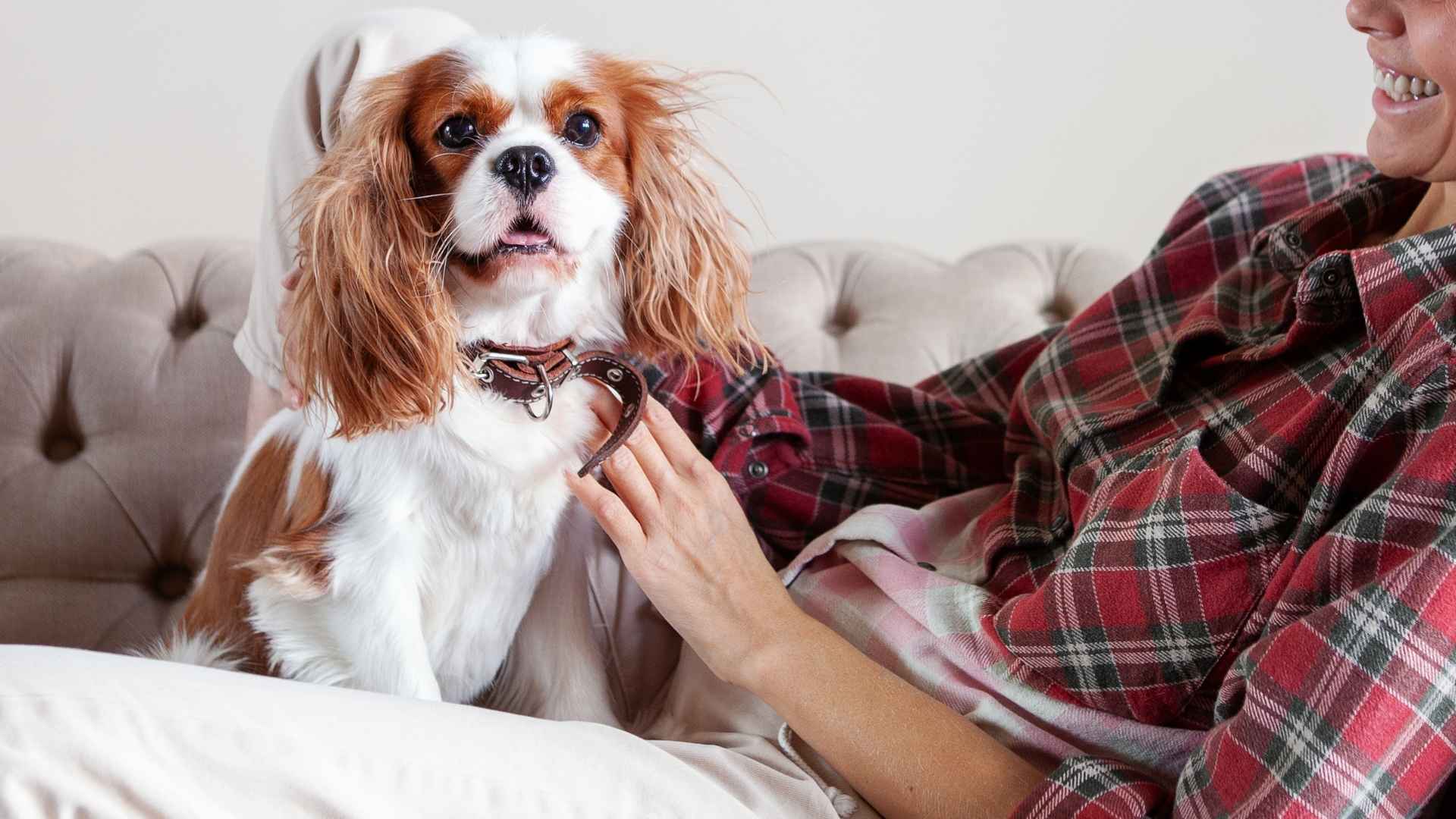 Top 7 Easiest Dog Breeds for First-Time Owners in Apartments