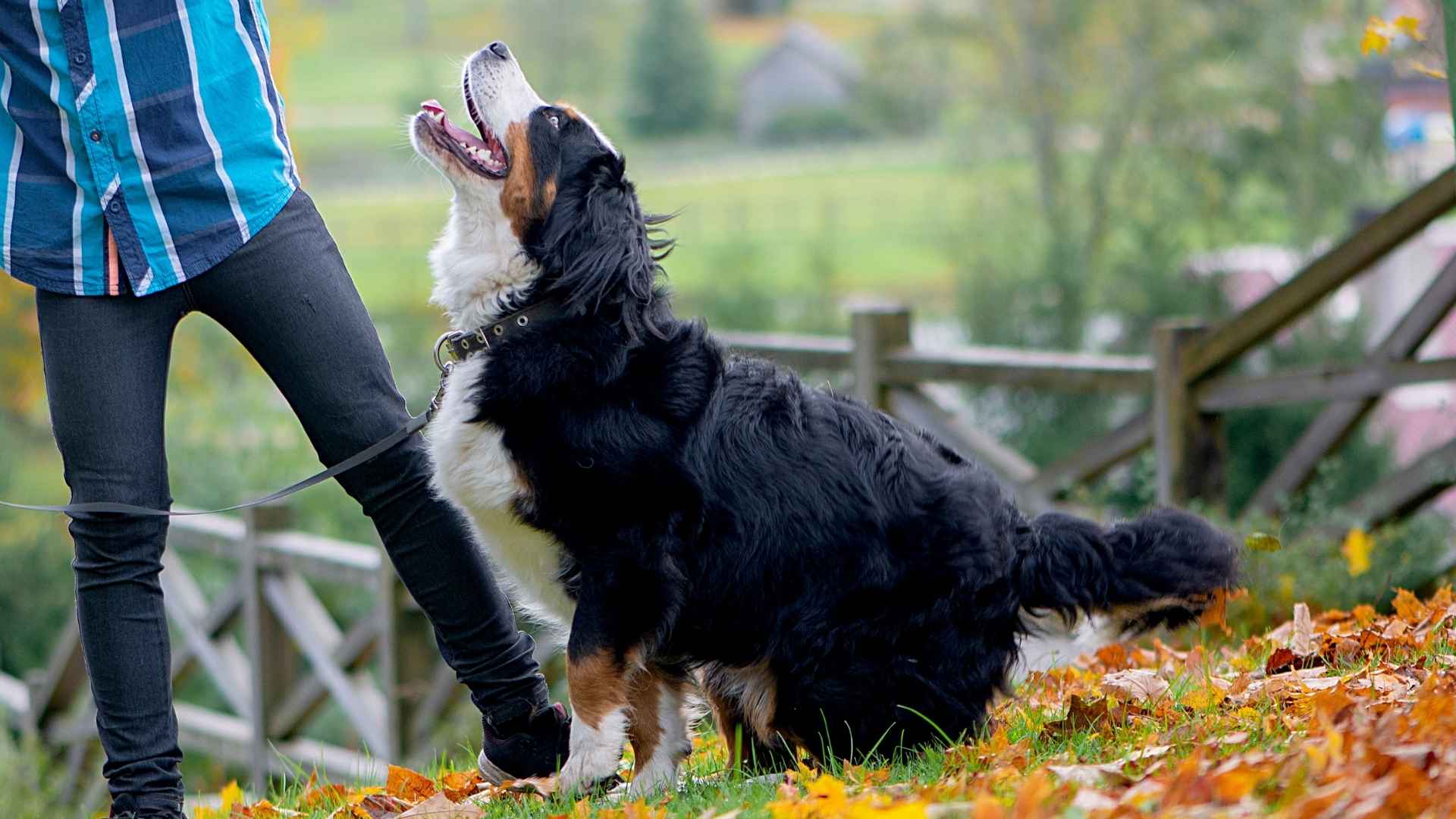 Top 7 Energetic Giant Dog Breeds: Big Dogs With Bigger Energy: