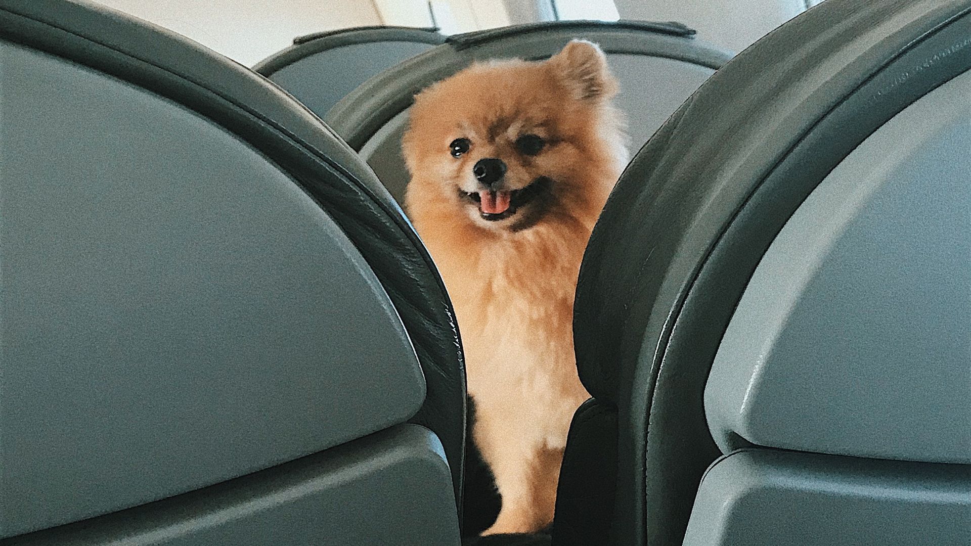 Top 7 Flight-Friendly Dogs that Handle Jet Lag Well