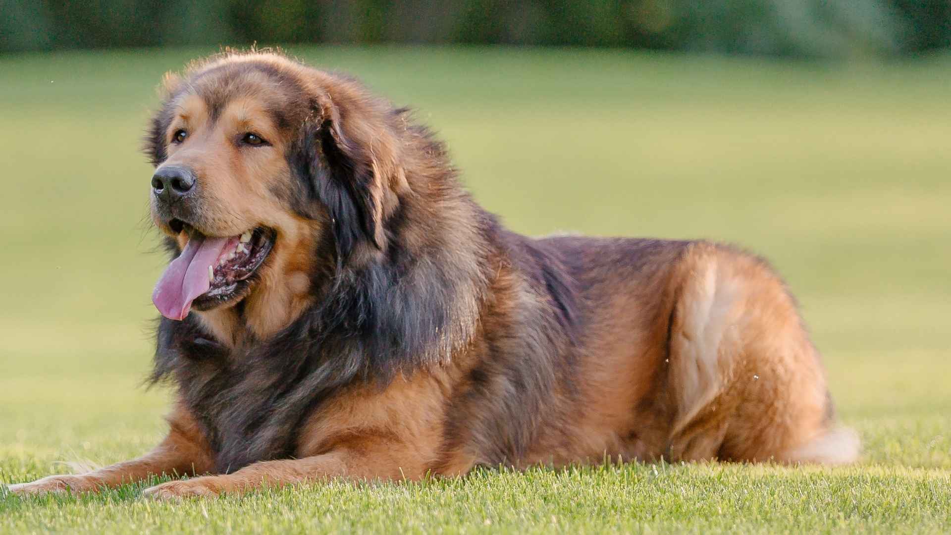 Top 7 Gentle Giant Dog Breeds: Big Bodies, Bigger Love