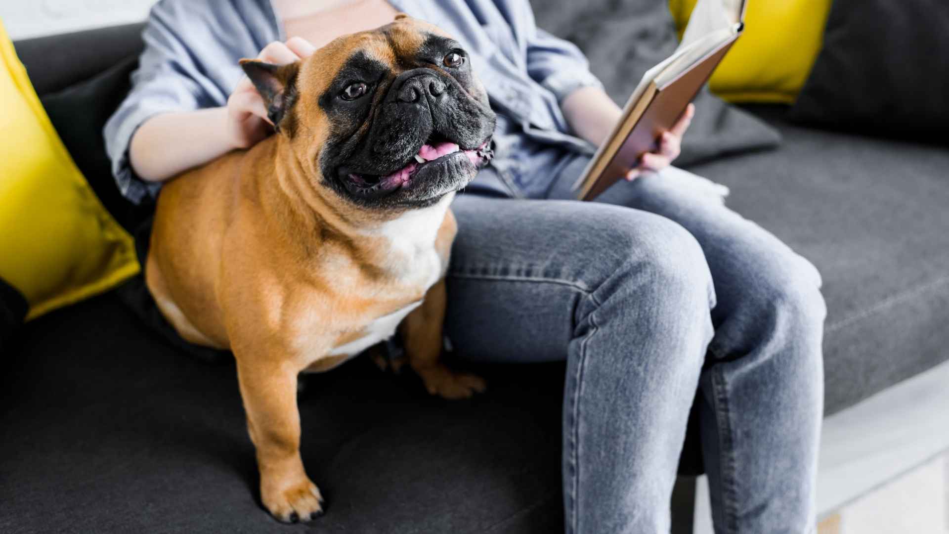 Top 7 Good Dogs For Sedentary Owners Who Prefer to Stay In