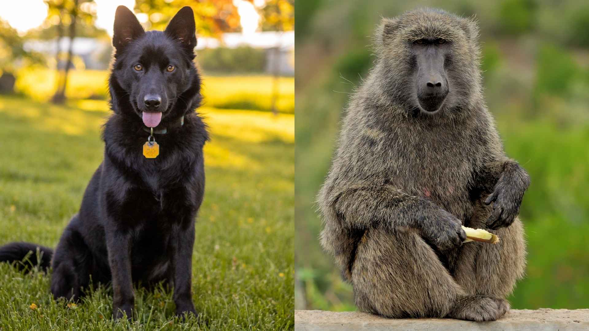 Top 7 Guard Dog Breeds for Protection Against Baboons