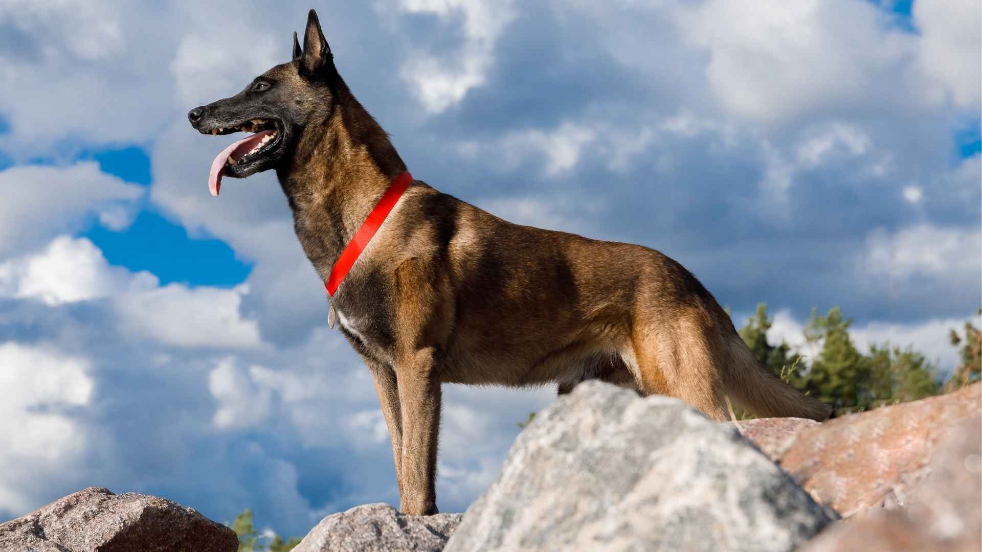 Top 7 Guard Dog Breeds with a Strong Personality That Don’t Back Down