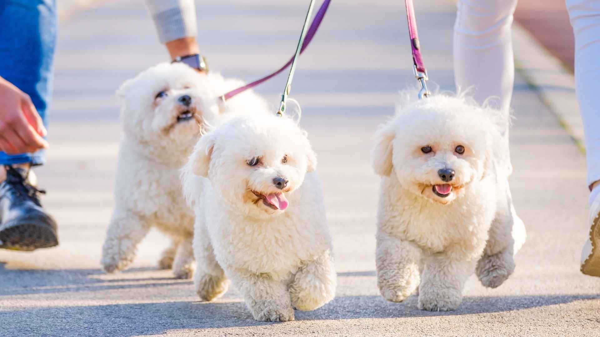 Top 7 Longest-Living Dog Breeds That Are Easy to Train and Full of Fun