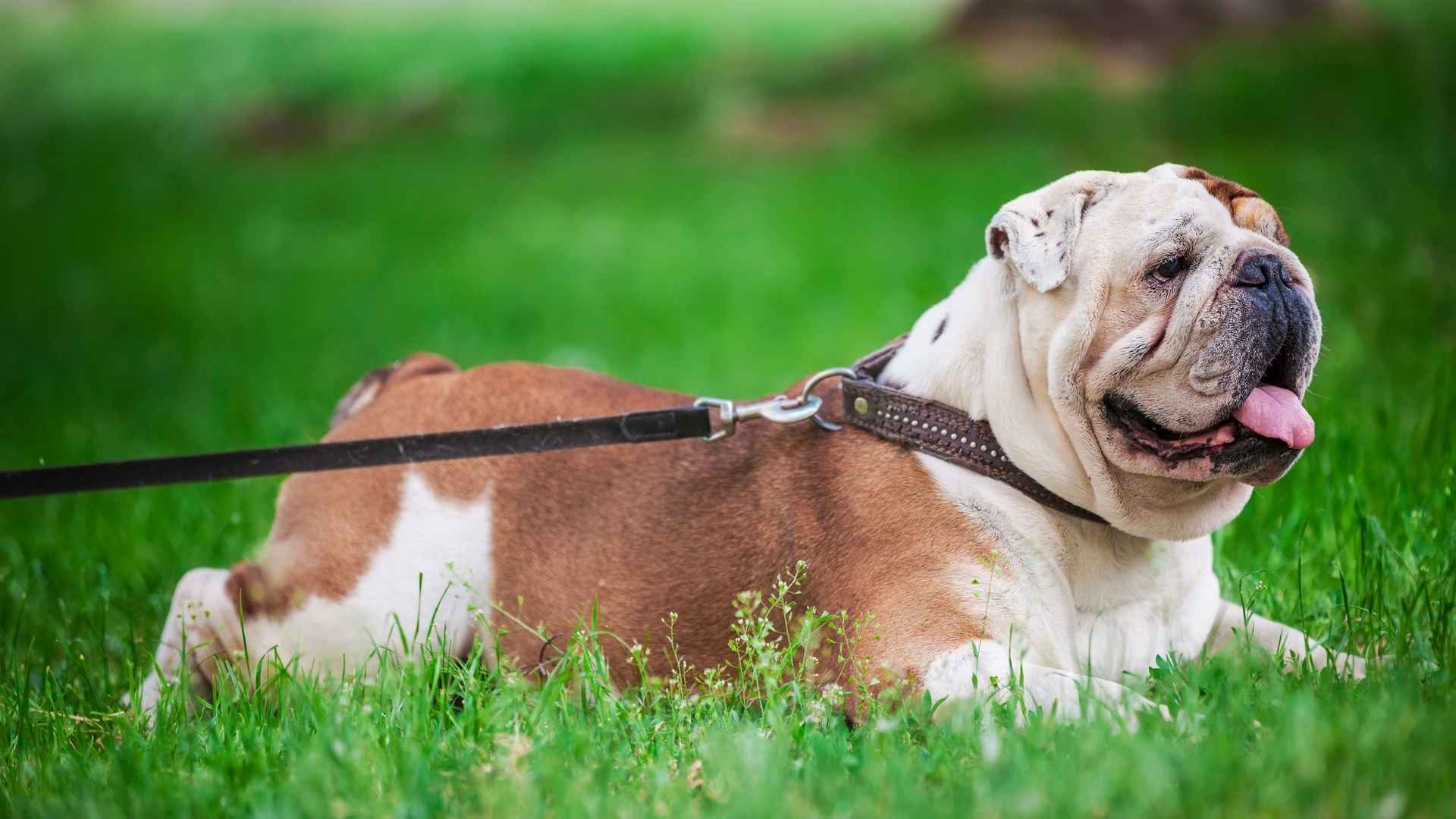 Top 7 Low-Focus Dog Breeds That Need Extra Patience