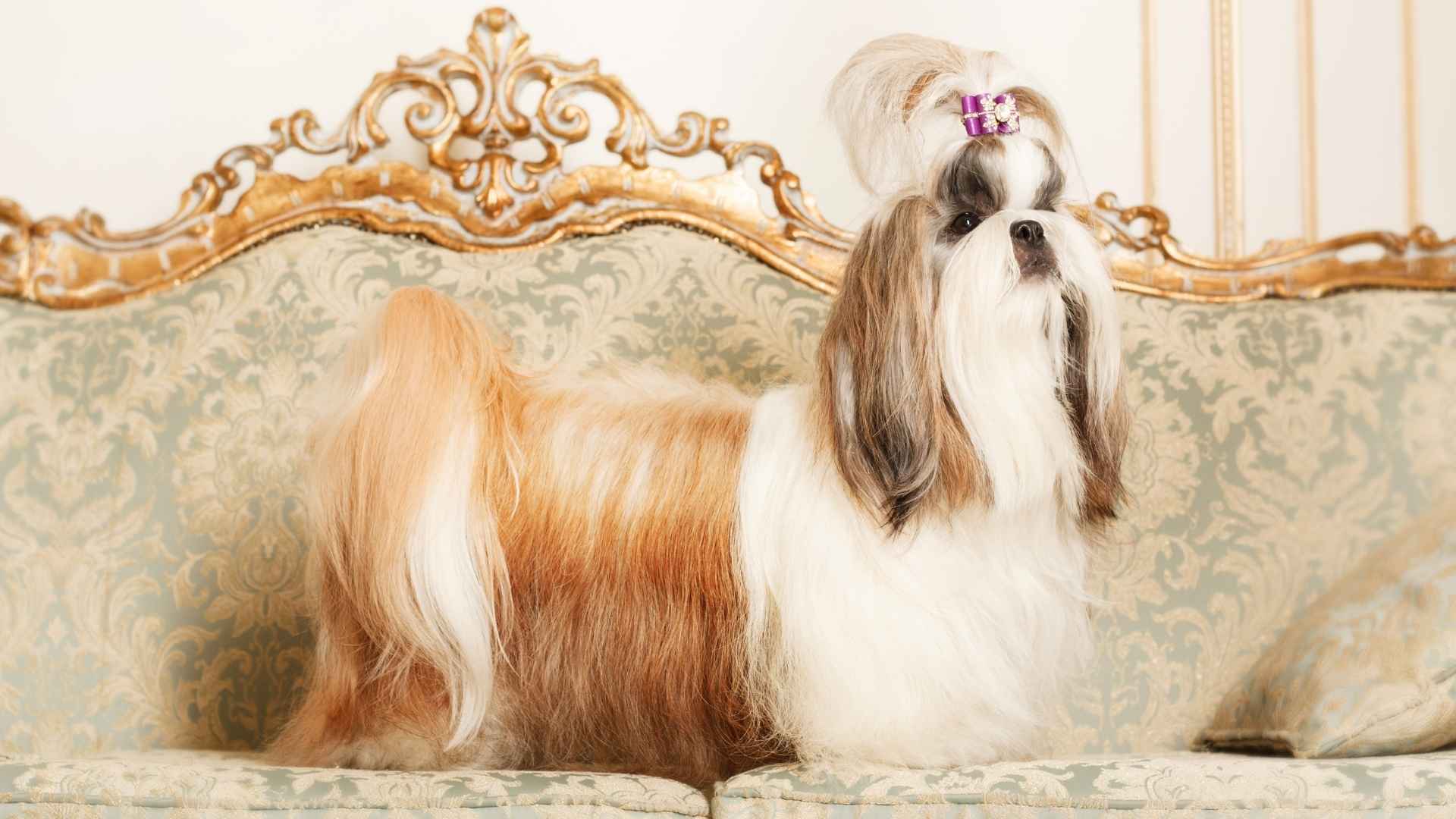 Top 7 Luxury Apartment Dog Breeds for Sophisticated Urban Living