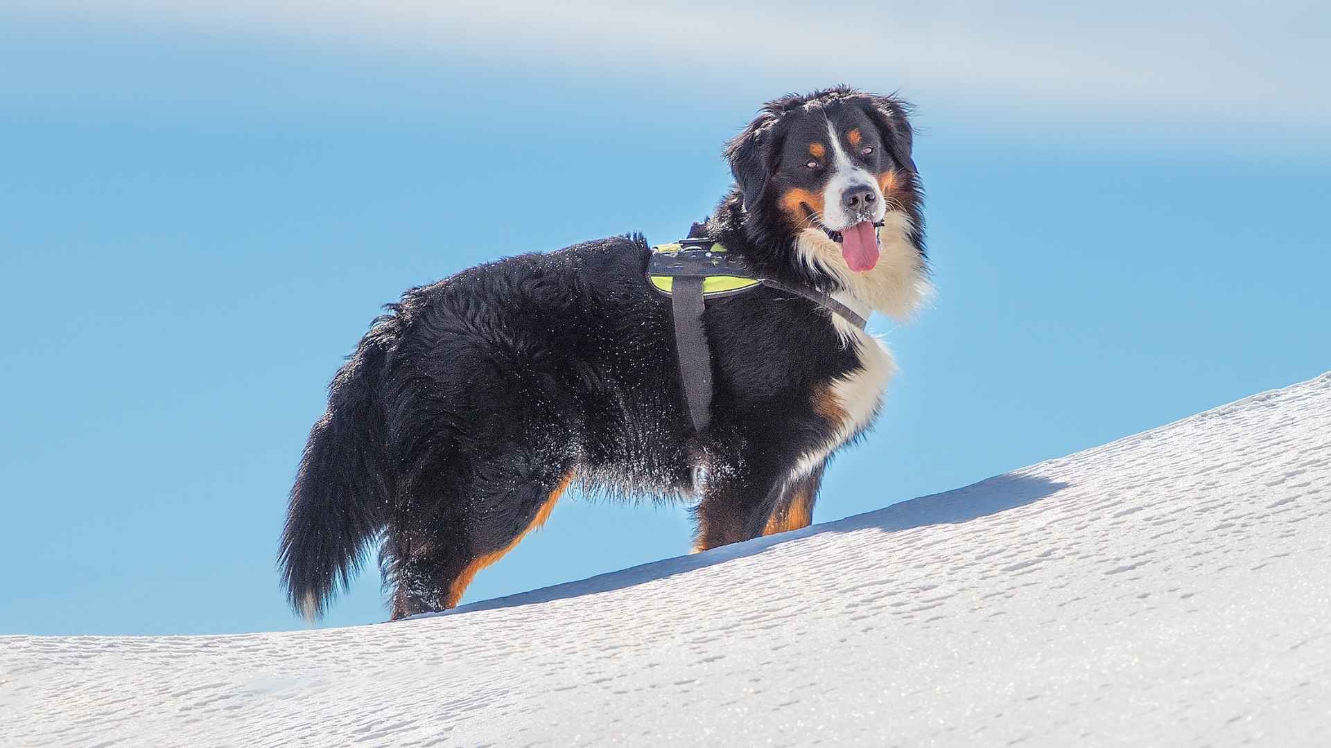 Top 7 Mountain Dog Breeds: Big, Loyal, and Built for Snow