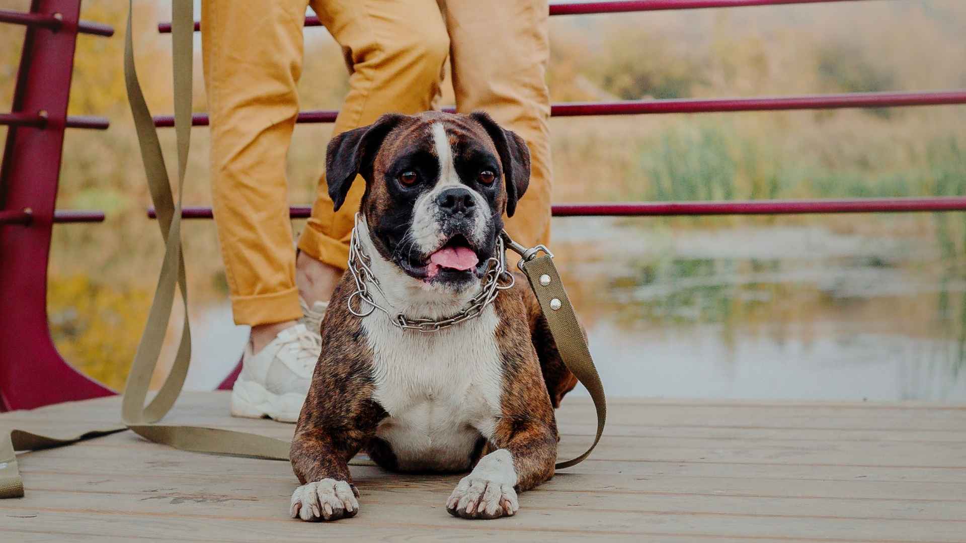 Top 7 Overprotective Family Dog Breeds Who'd Do Anything to Protect You