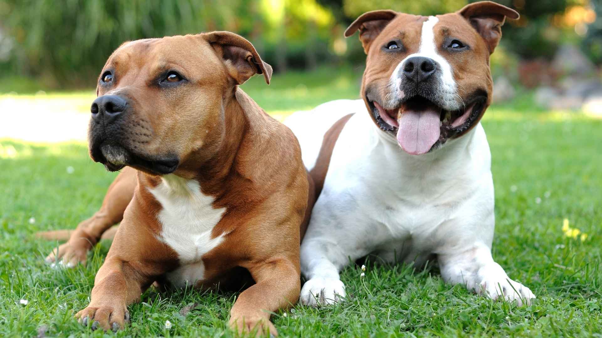 Top 7 Pitbull-Like Dog Breeds That Share the Same Strength and Spirit