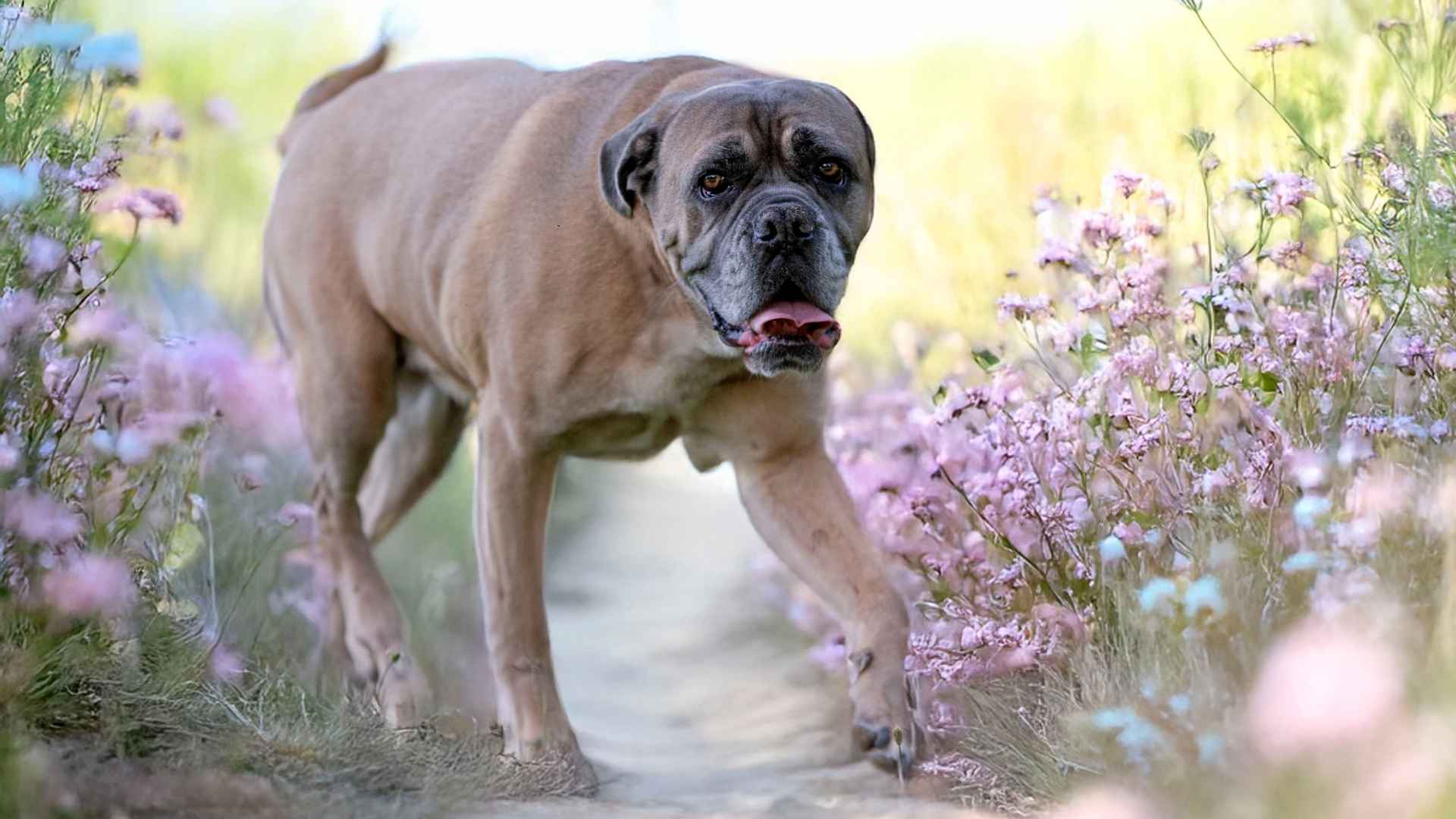 Top 7 Scariest Dog Breeds to Terrify Trespassers