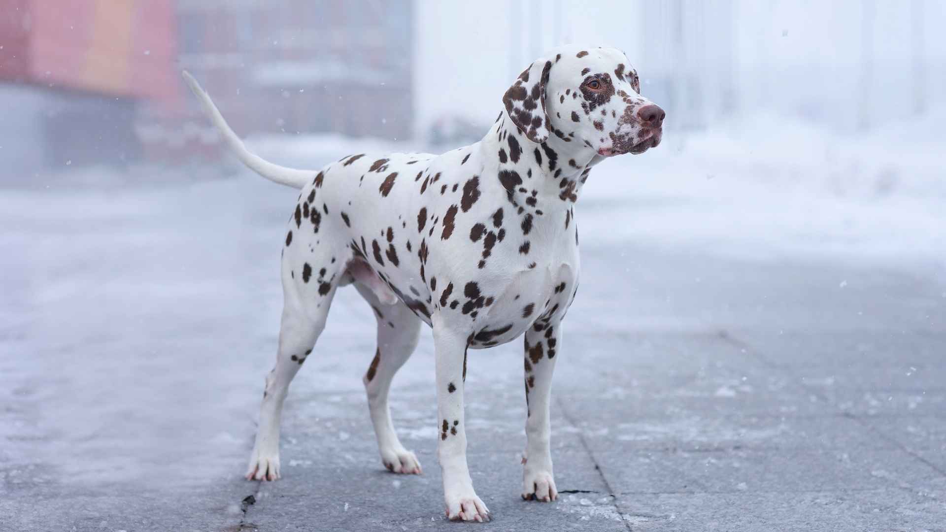 Top 7 Short-Haired Mid-Sized Dog Breeds | Low-Maintenance Pets