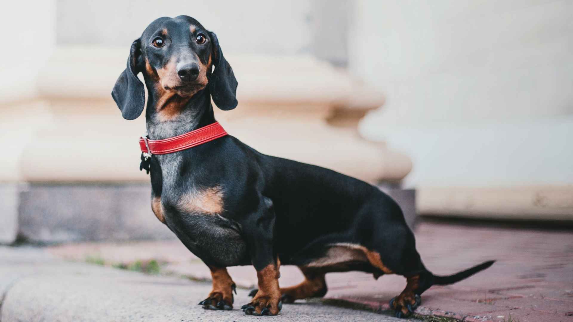 Top 7 Short-Legged Medium Dog Breeds That Balance Size and Personality