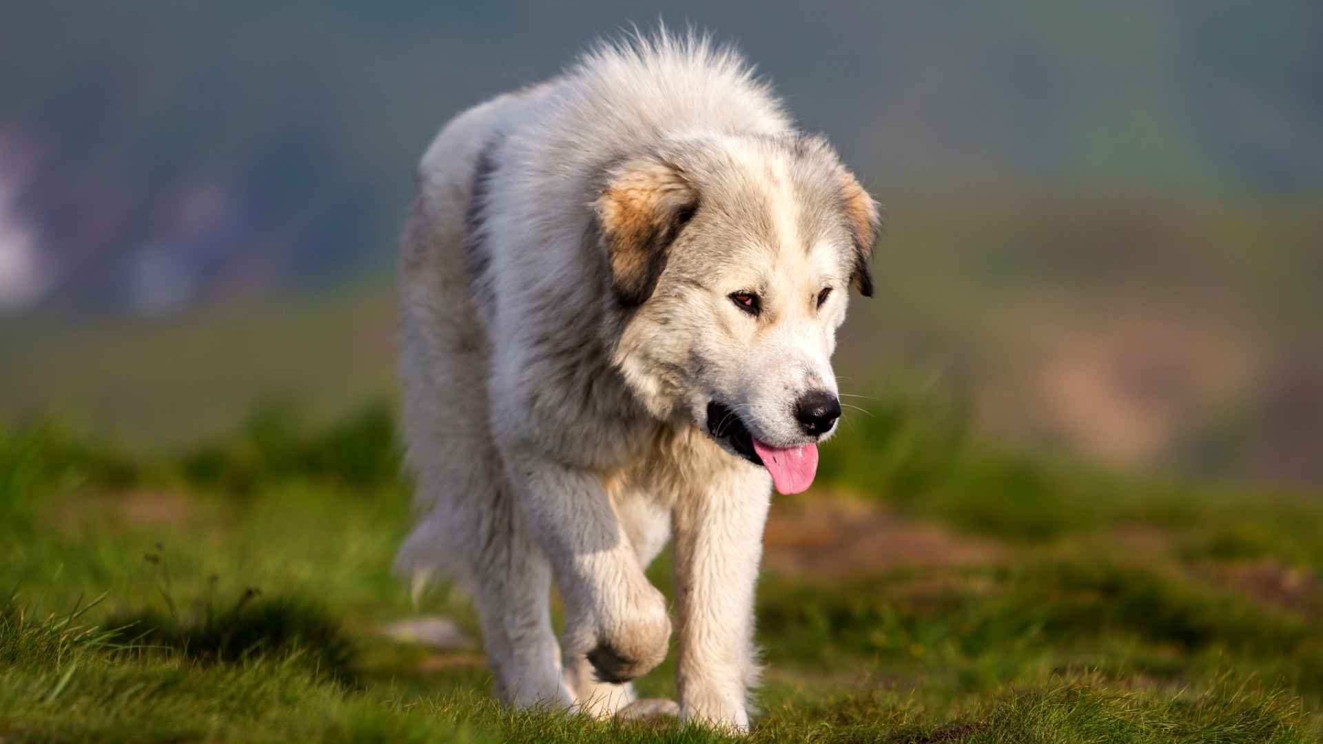 Top 7 Smart XL Dog Breeds Around: Big, Bold & Brilliant