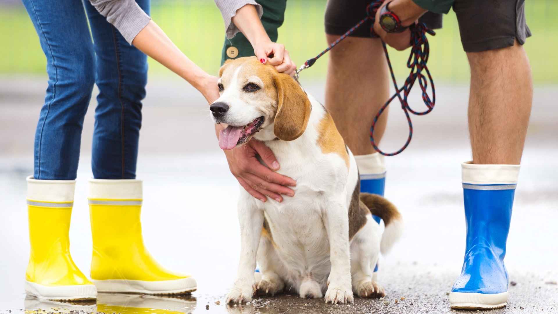 Top 7 Social Butterfly Dog Breeds That Steal the Spotlight