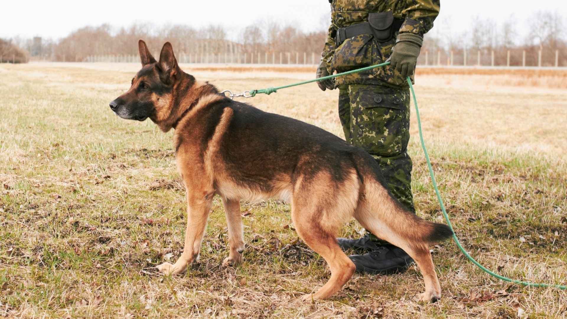 Top 7 US Military Dog Breeds: Loyal Heroes of the Armed Forces