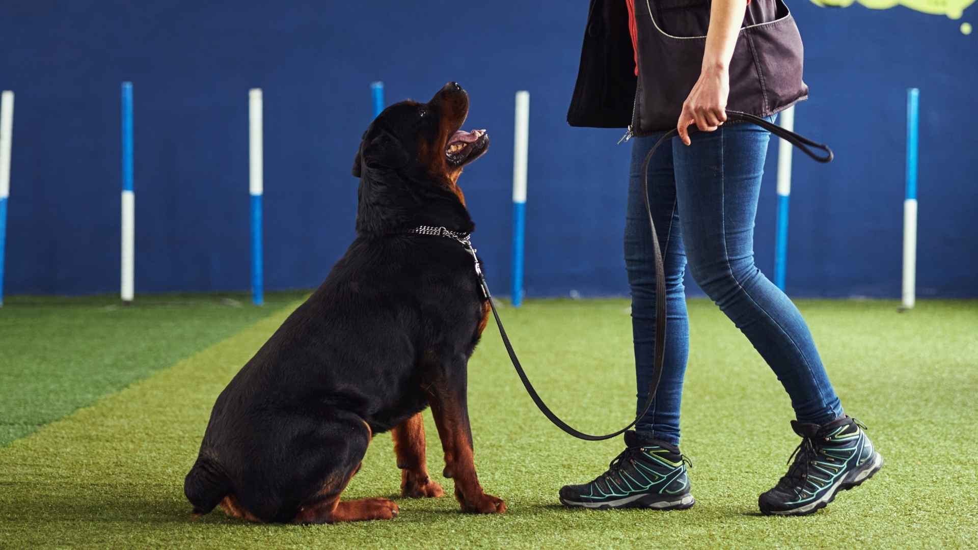Top 7 Vigilant Guard Dog Breeds that are easy to train for Effective Protection
