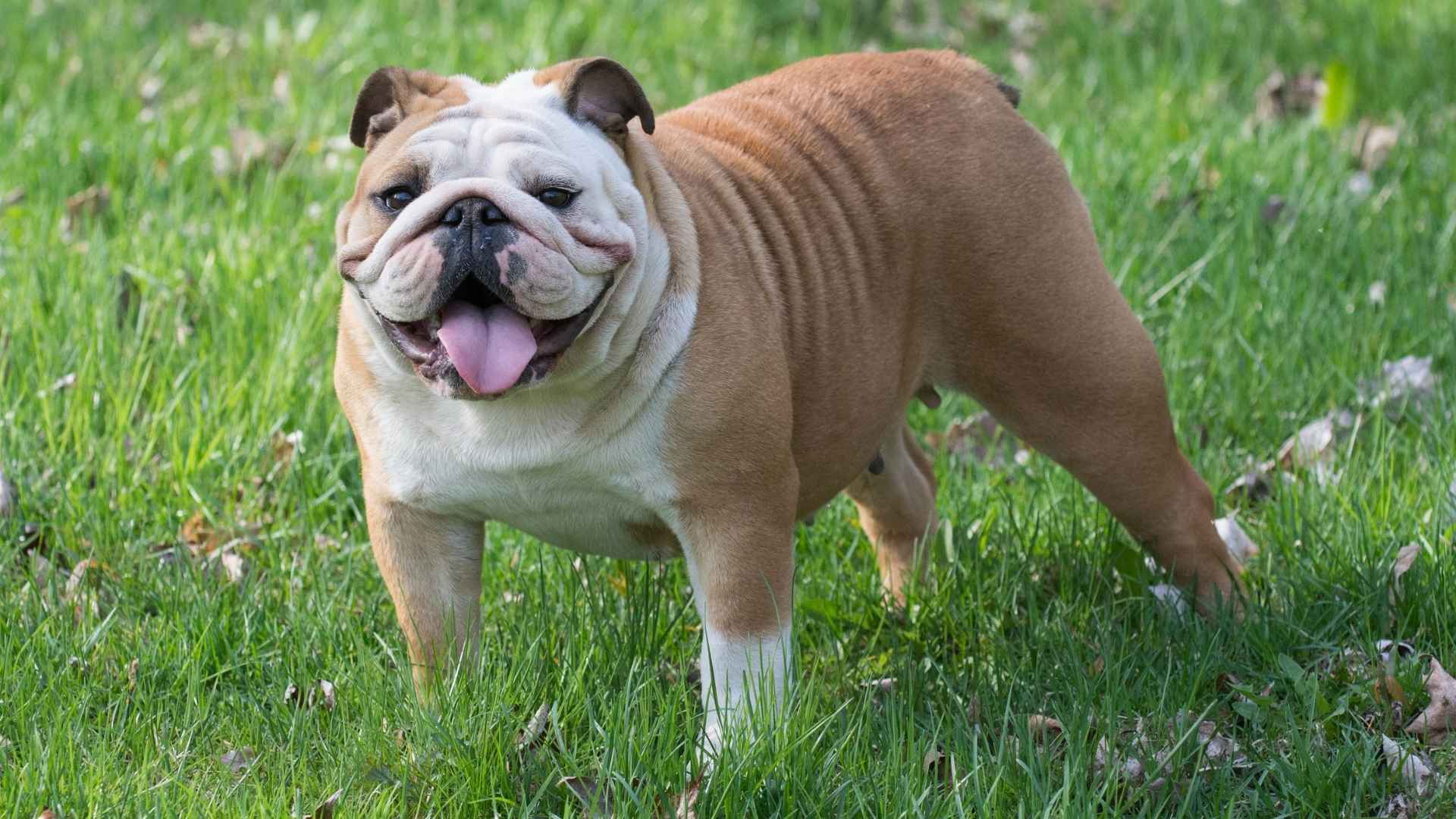 Top 9 Cartoon-Looking Dog Breeds That Are Too Cute to Handle