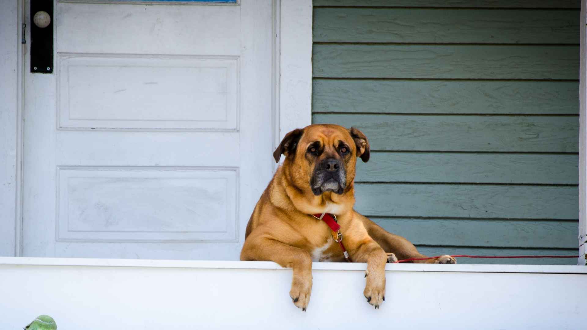 Top 9 Courageous Dog Breeds To Protect Against Robbers
